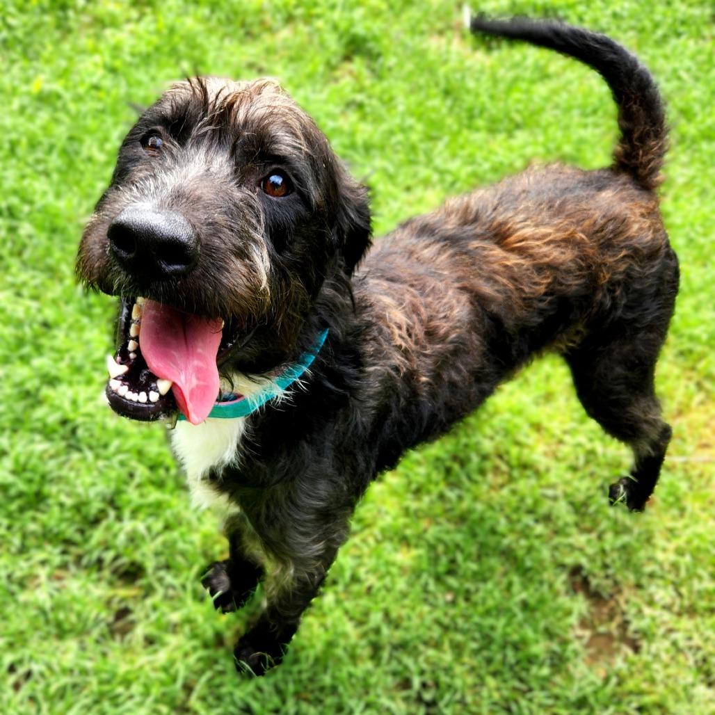 Enlarge Skrillex, a Adoptable mixed breed in Buchanan Dam, TX image 1/3