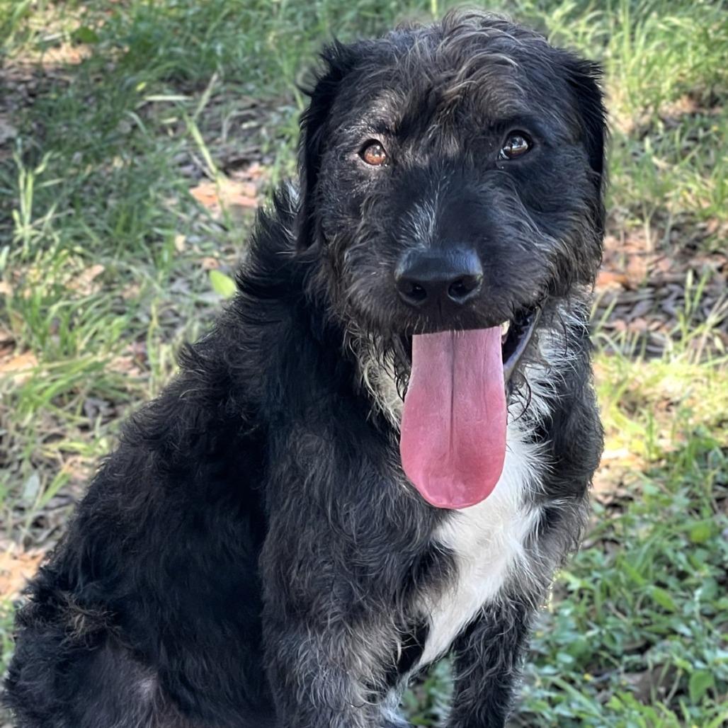 Enlarge Skrillex, a Adoptable mixed breed in Buchanan Dam, TX image 2/3
