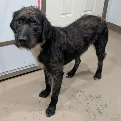 Enlarge Skrillex, a Adoptable mixed breed in Buchanan Dam, TX image 3/3