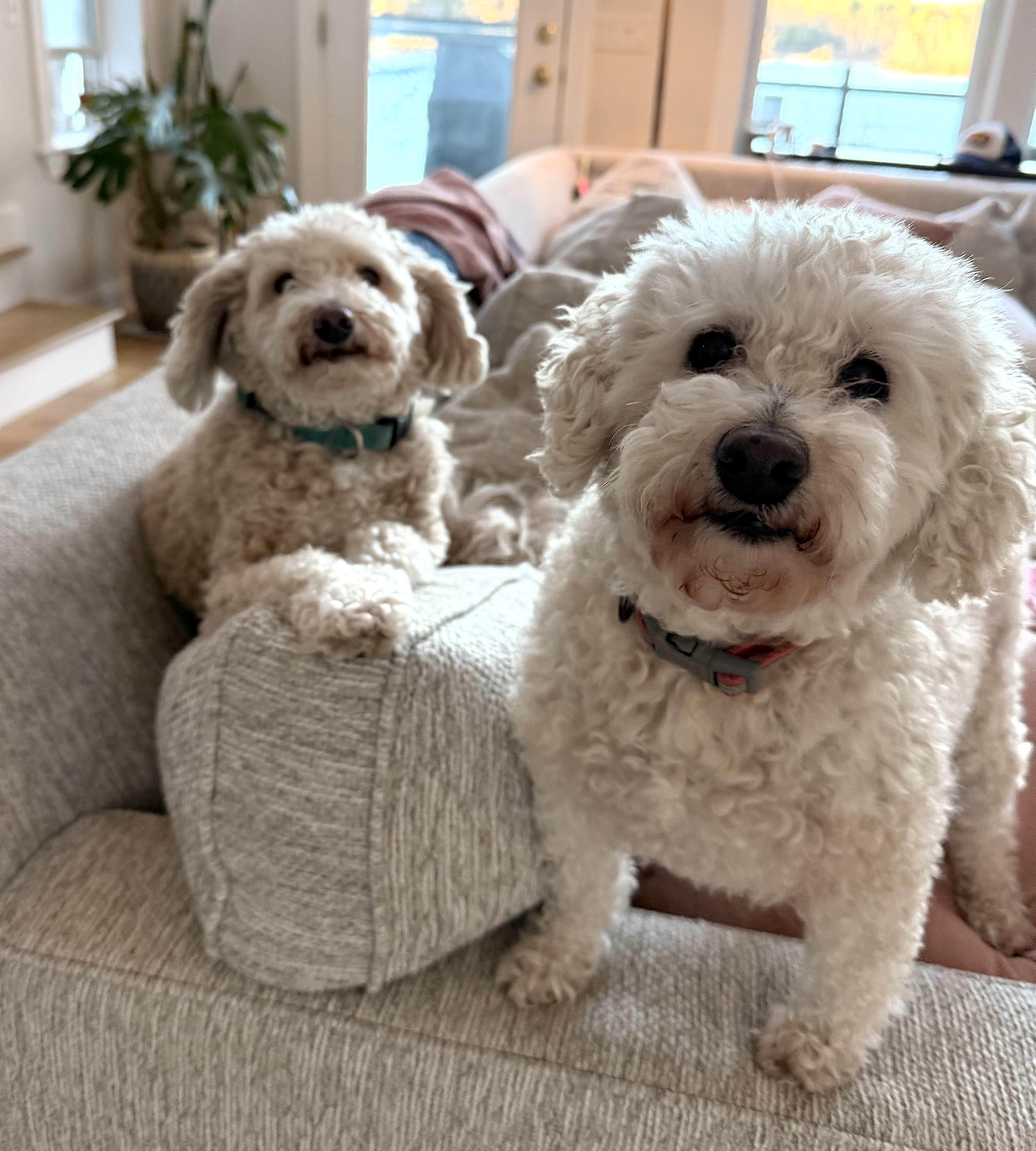 Enlarge Phoenix (and Mazzie), a ADOPTABLE Goldendoodle in Shrewsbury, MA image 5/6