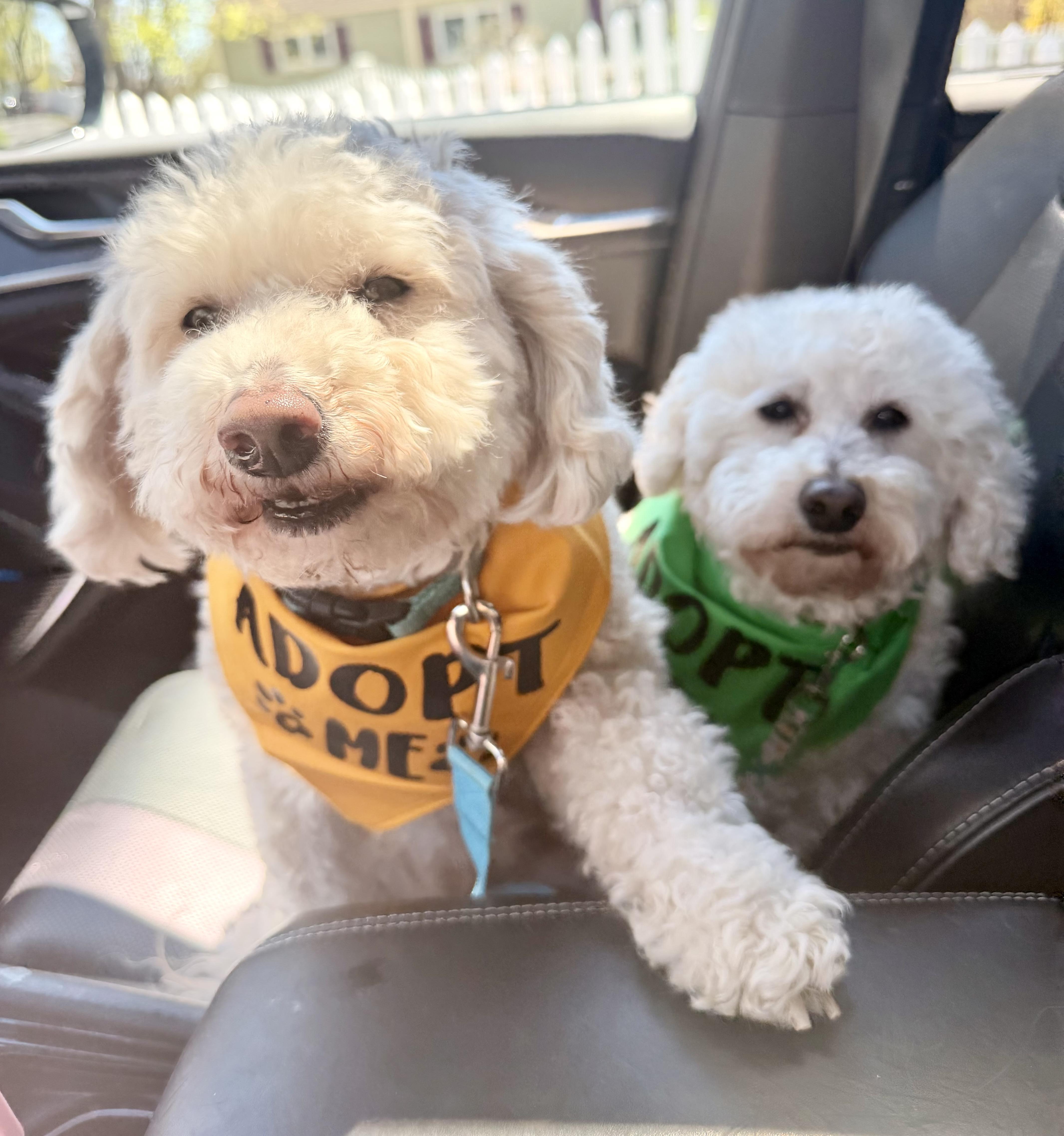 Enlarge Phoenix (and Mazzie), a ADOPTABLE Goldendoodle in Shrewsbury, MA image 4/6