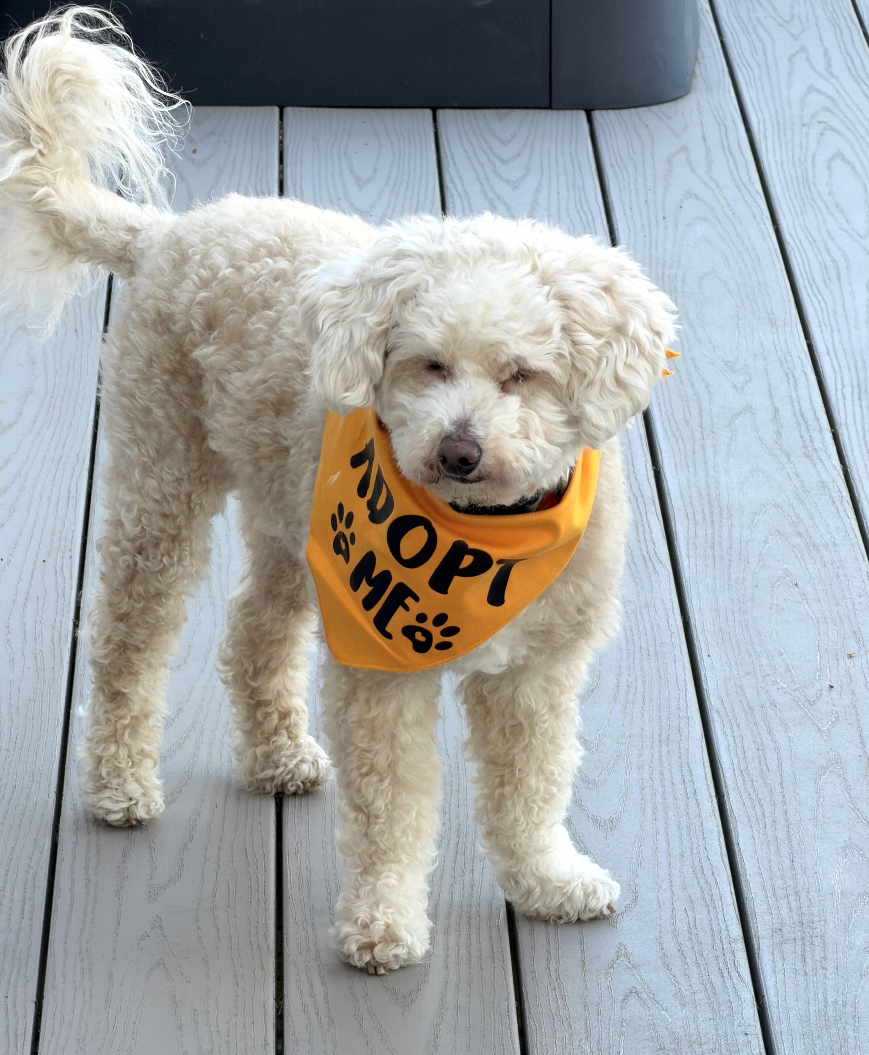 Enlarge Phoenix (and Mazzie), a ADOPTABLE Goldendoodle in Shrewsbury, MA image 2/6