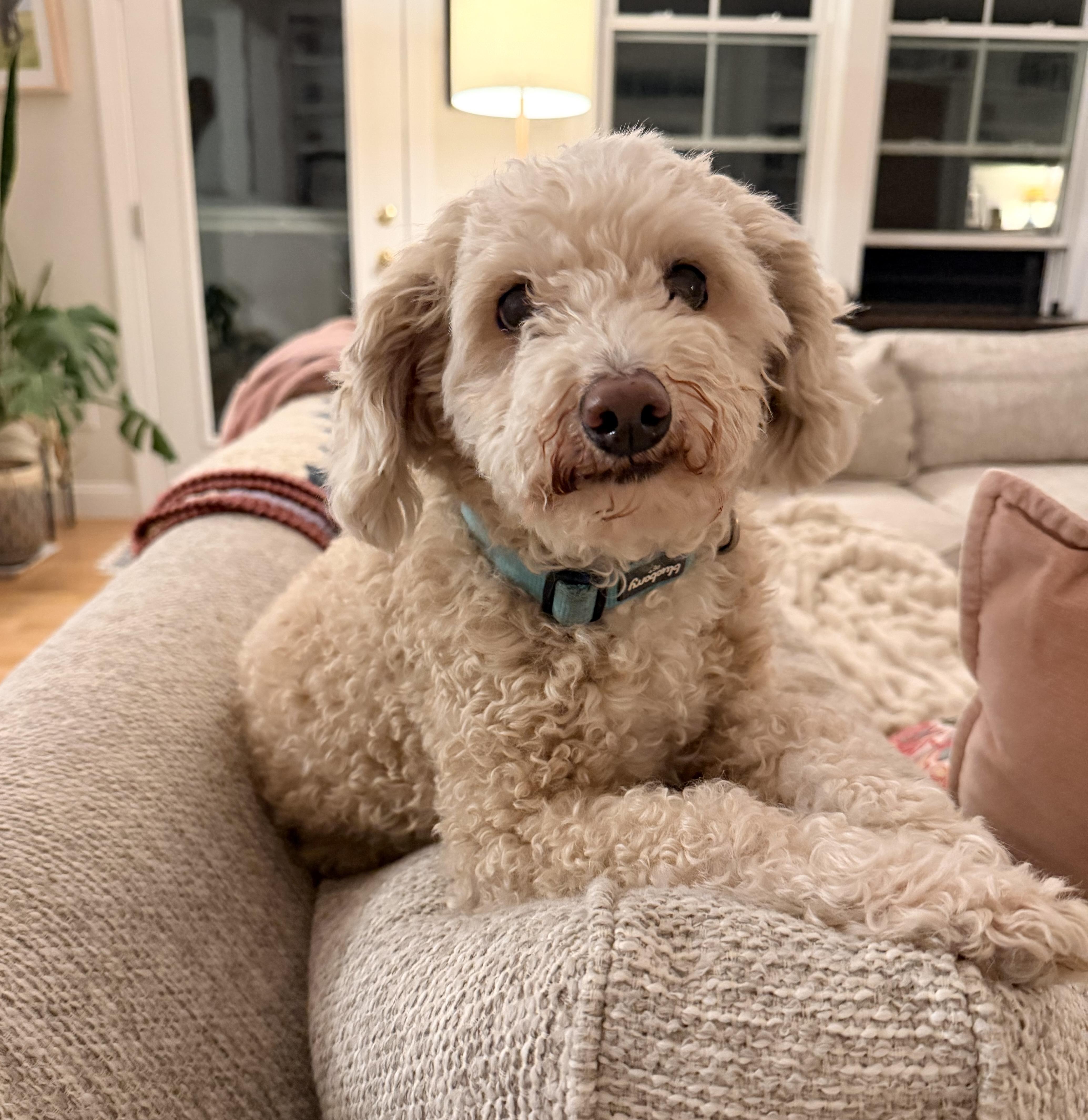 Enlarge Phoenix (and Mazzie), a ADOPTABLE Goldendoodle in Shrewsbury, MA image 1/6