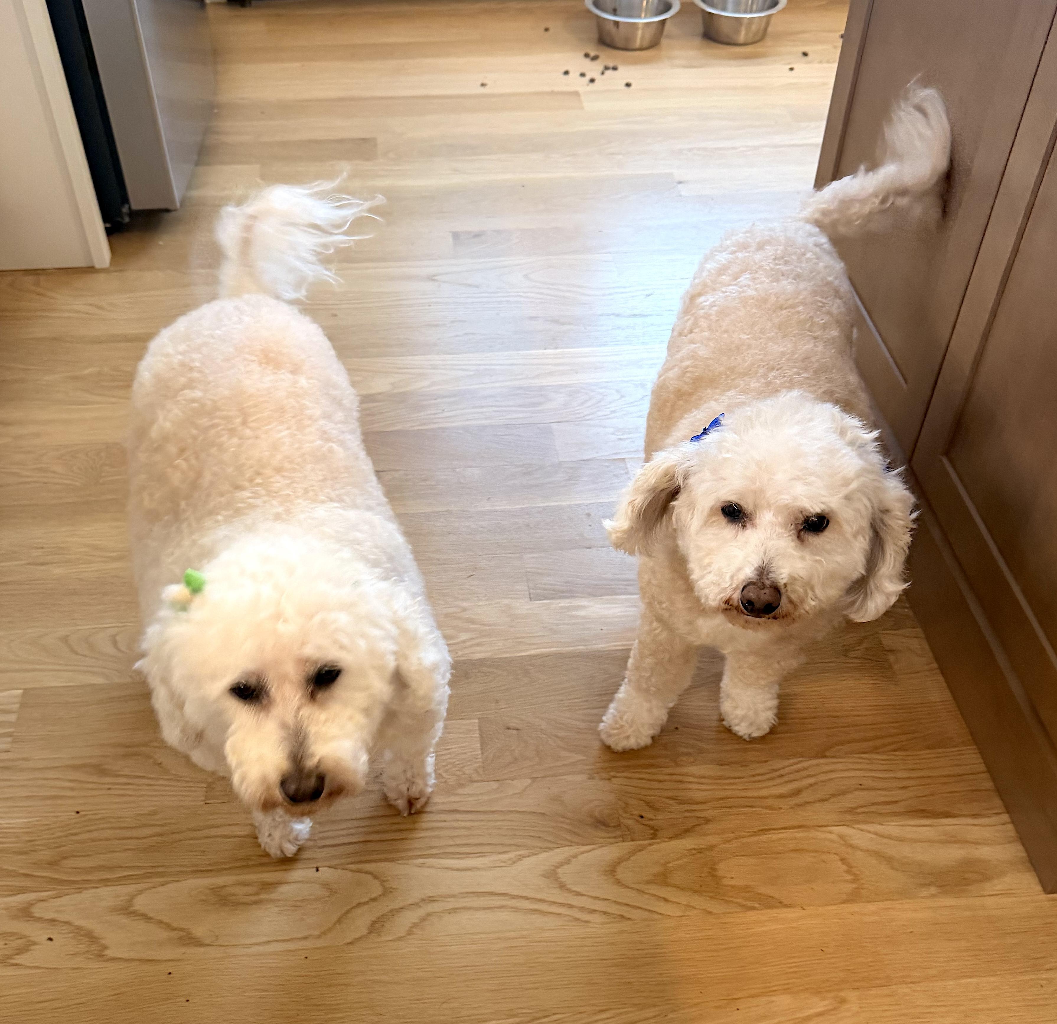 Enlarge Phoenix (and Mazzie), a ADOPTABLE Goldendoodle in Shrewsbury, MA image 3/6