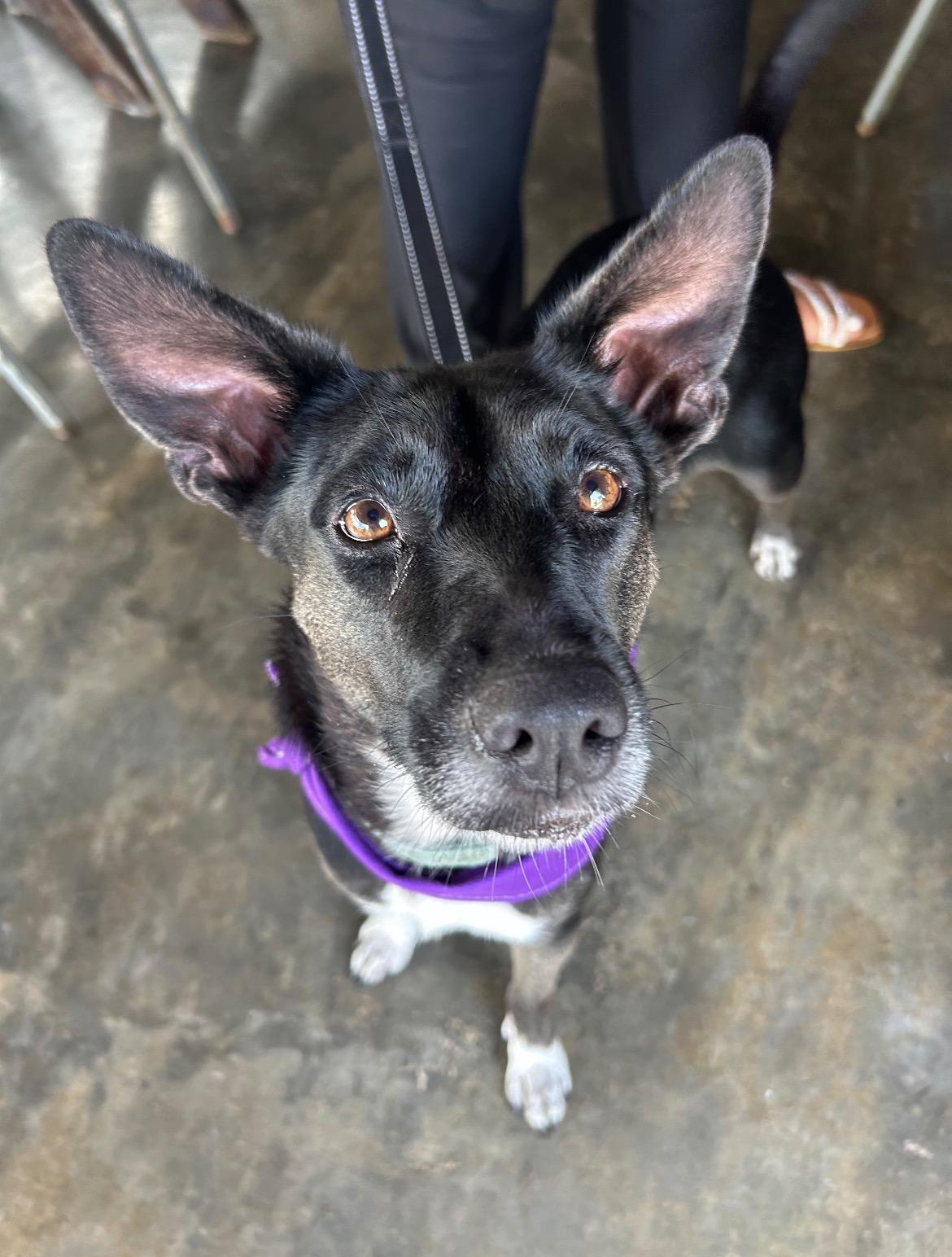 Carolina, a ADOPTABLE mixed breed in Loiza, PR image 2/2