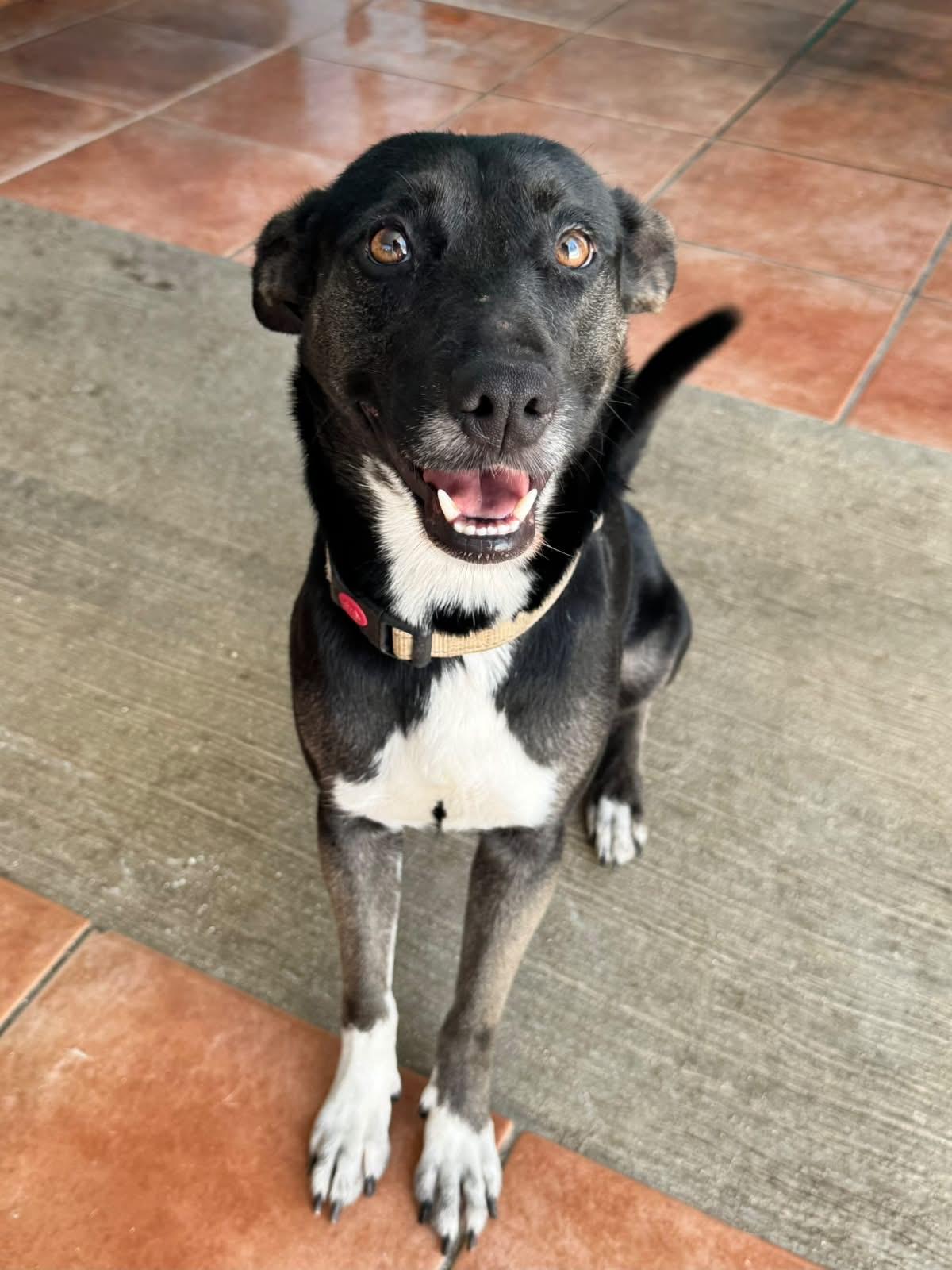Carolina, ADOPTABLE, Adult Female Mixed Breed.