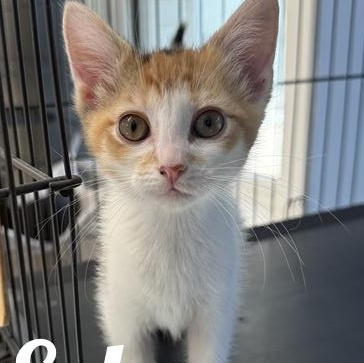 Enlarge Echo, a Adoptable Domestic Short Hair in Manistee, MI image 1/1