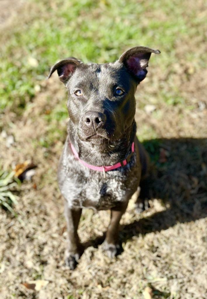 SPRINKLE, Adoptable, Adult Female Pit Bull Terrier & Labrador Retriever.