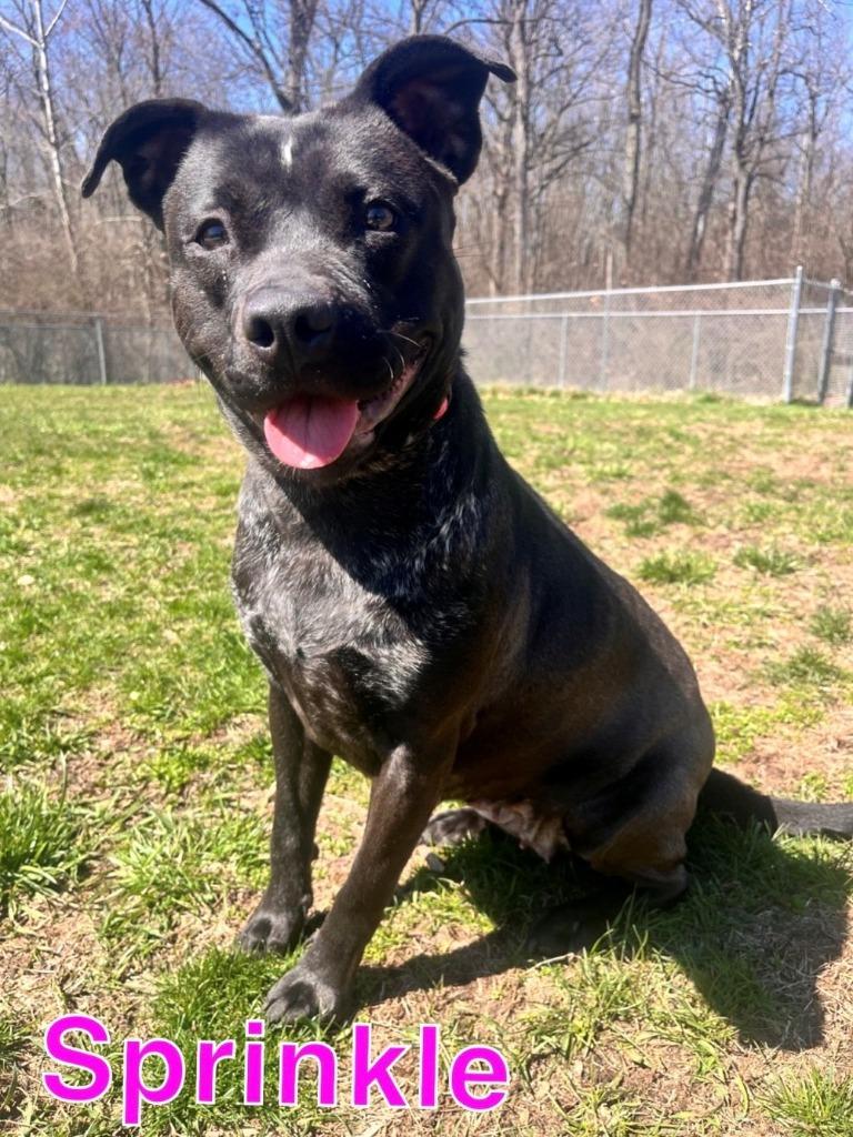 Enlarge SPRINKLE, a Adoptable mixed breed in Hastings, MI image 3/6