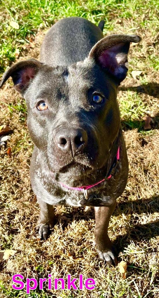 Enlarge SPRINKLE, a Adoptable mixed breed in Hastings, MI image 3/6