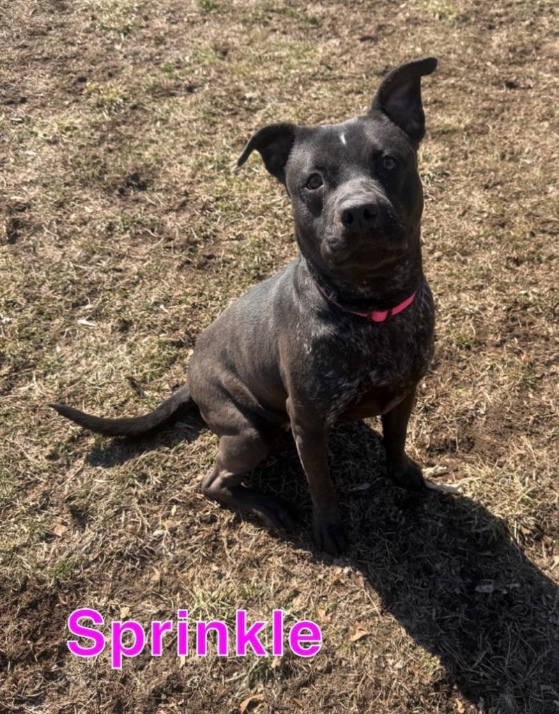 Enlarge SPRINKLE, a Adoptable mixed breed in Hastings, MI image 5/6