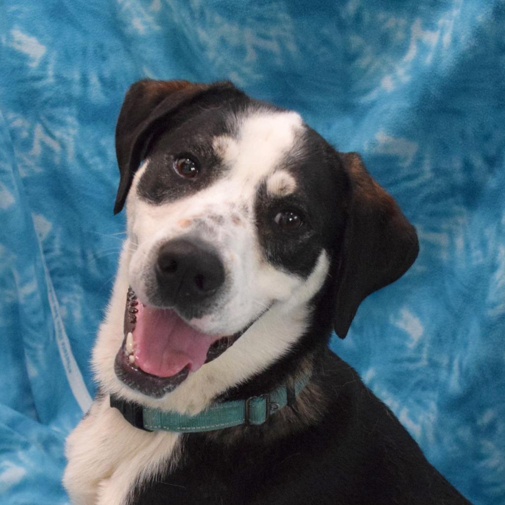 Bongo, Adoptable, Adult Male Great Dane.