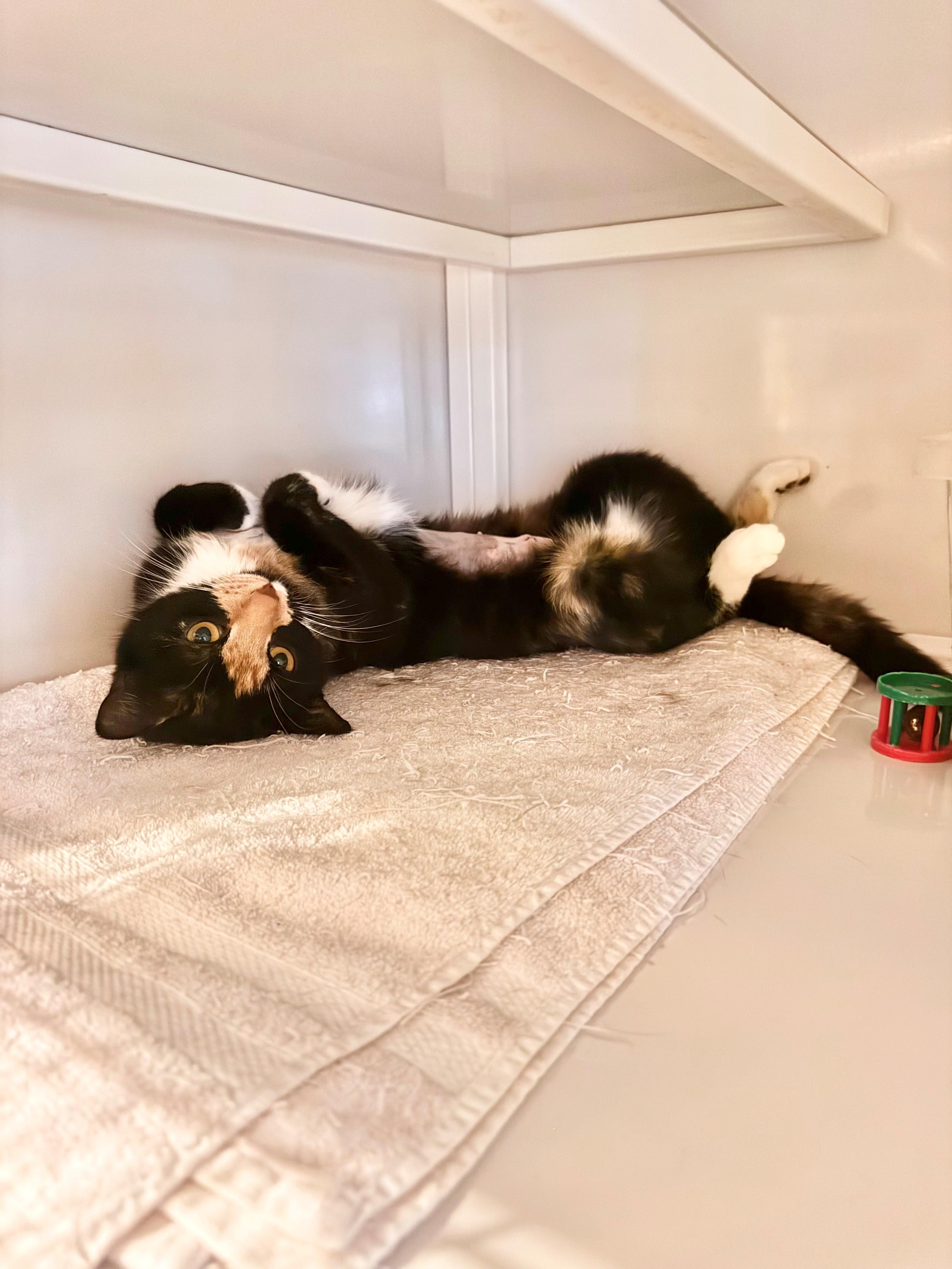 Enlarge Peanut, an adopted Calico in Memphis, TN image 3/3