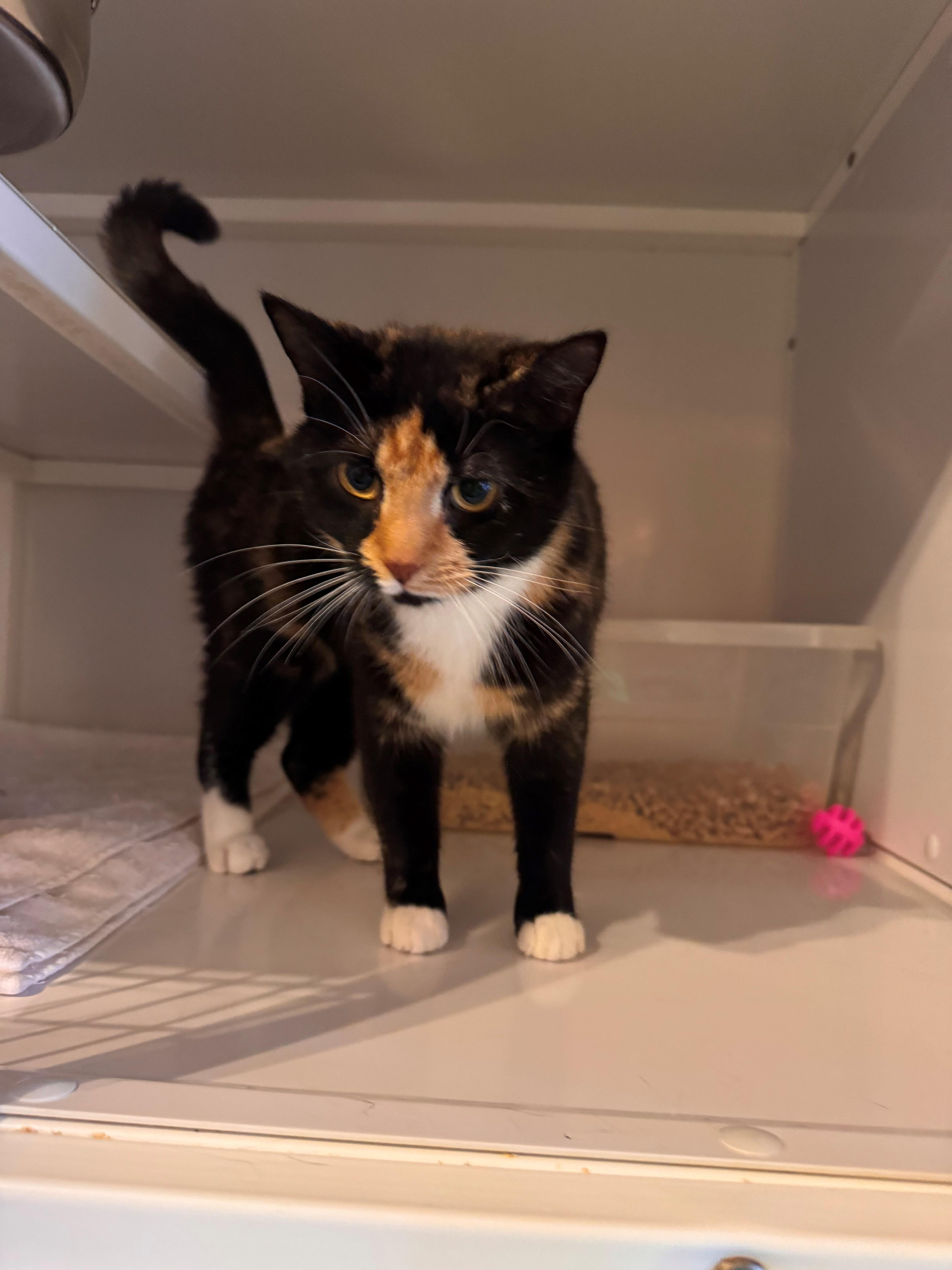 Enlarge Peanut, an adopted Calico in Memphis, TN image 2/3