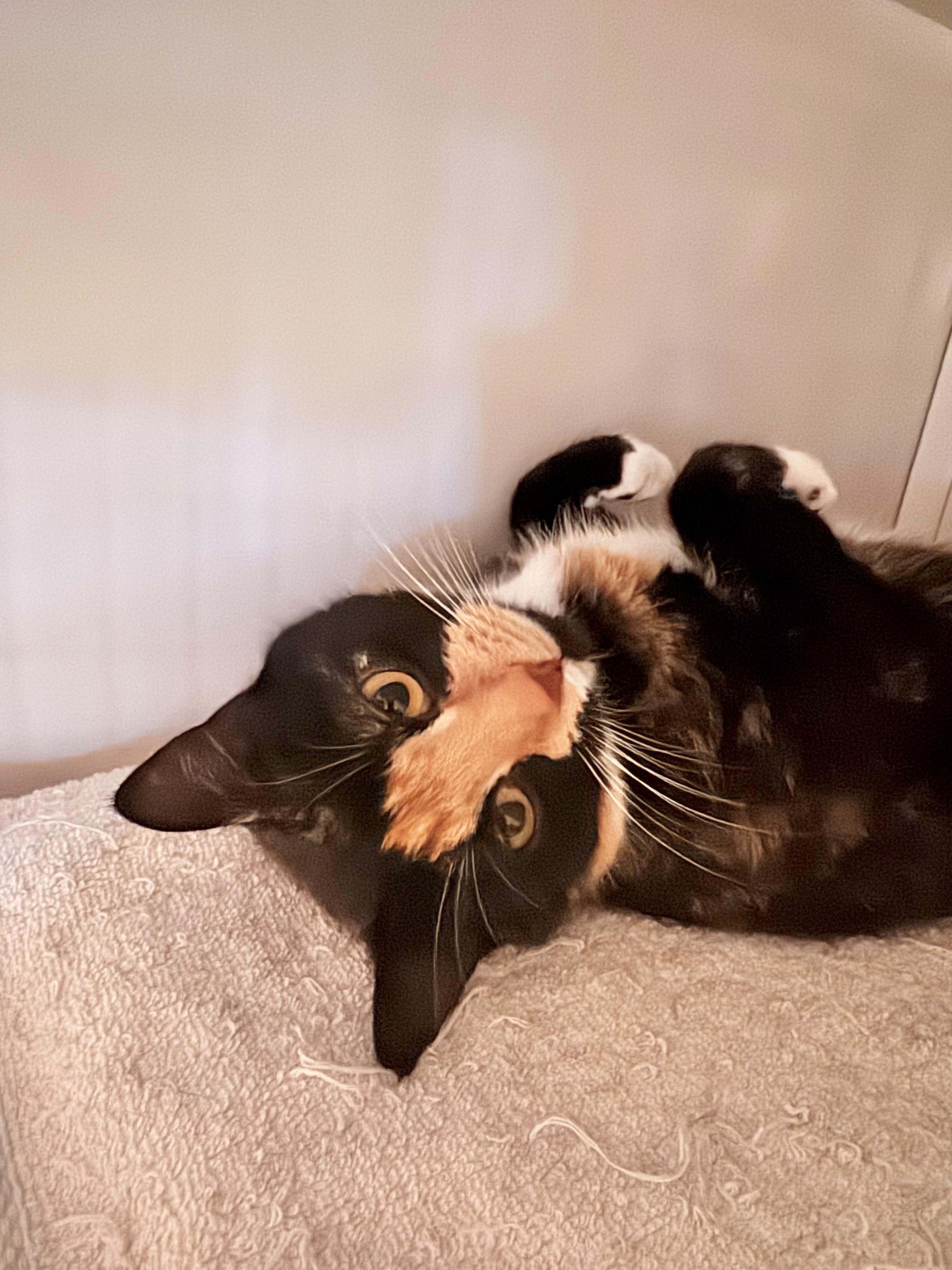 Peanut, adopted, Young Female Calico.