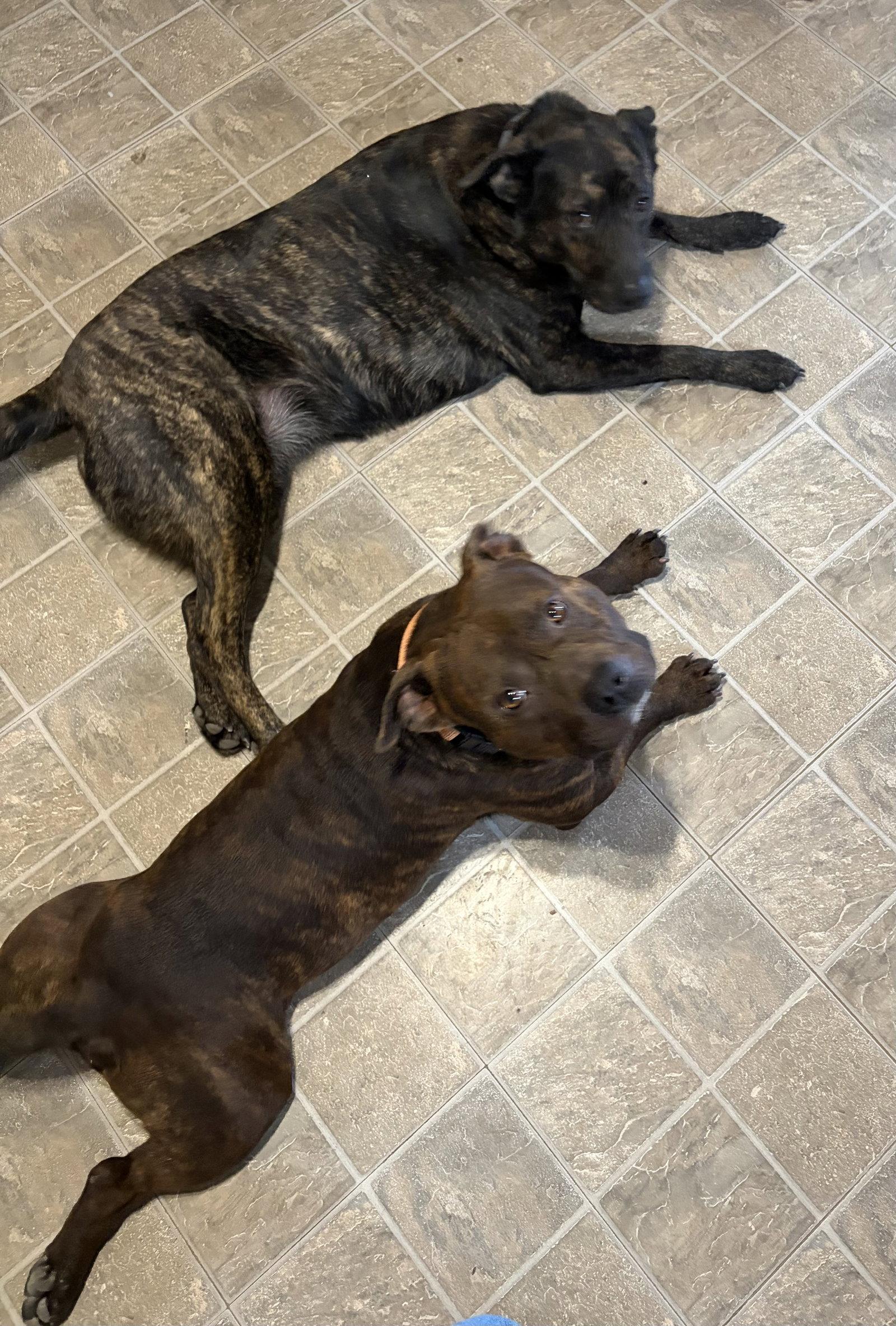 Hank aka Tank, Adopted, Young Male Pit Bull Terrier & American Bulldog.