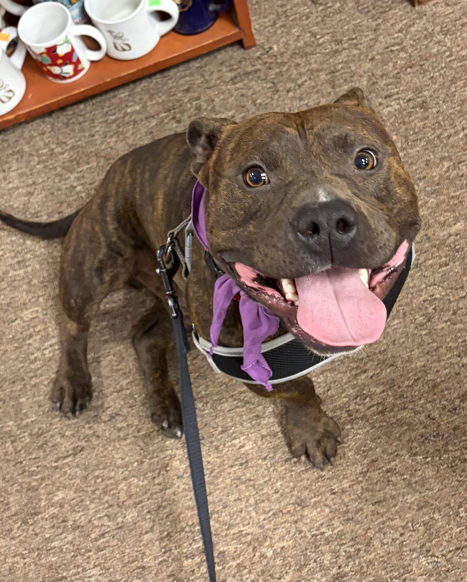 Enlarge Hank aka Tank, a Adopted mixed breed in Spring City, PA image 2/3