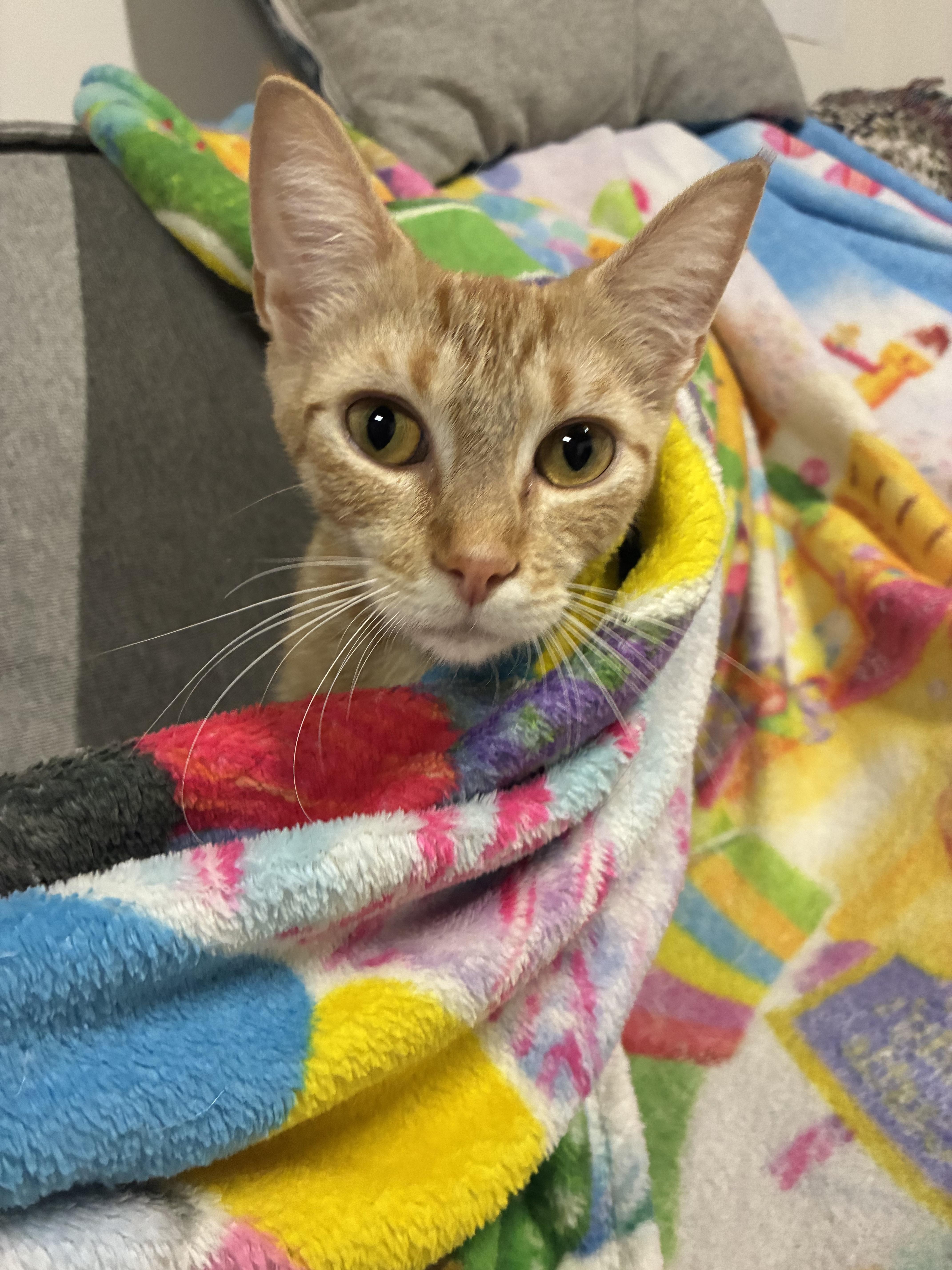 Poppy, an adopted Tabby in Medford, MA image 3/3