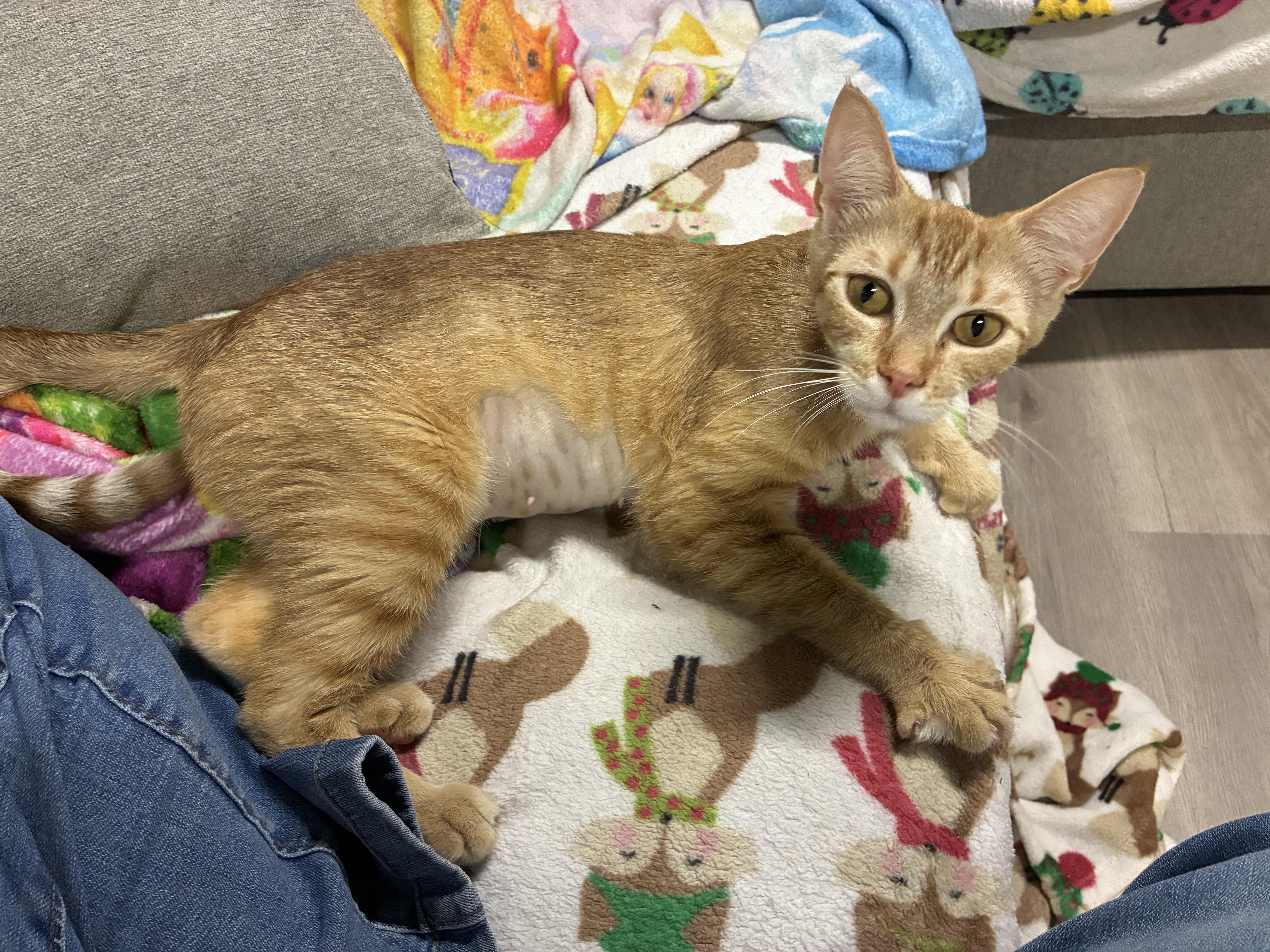 Poppy, an adopted Tabby in Medford, MA image 1/3