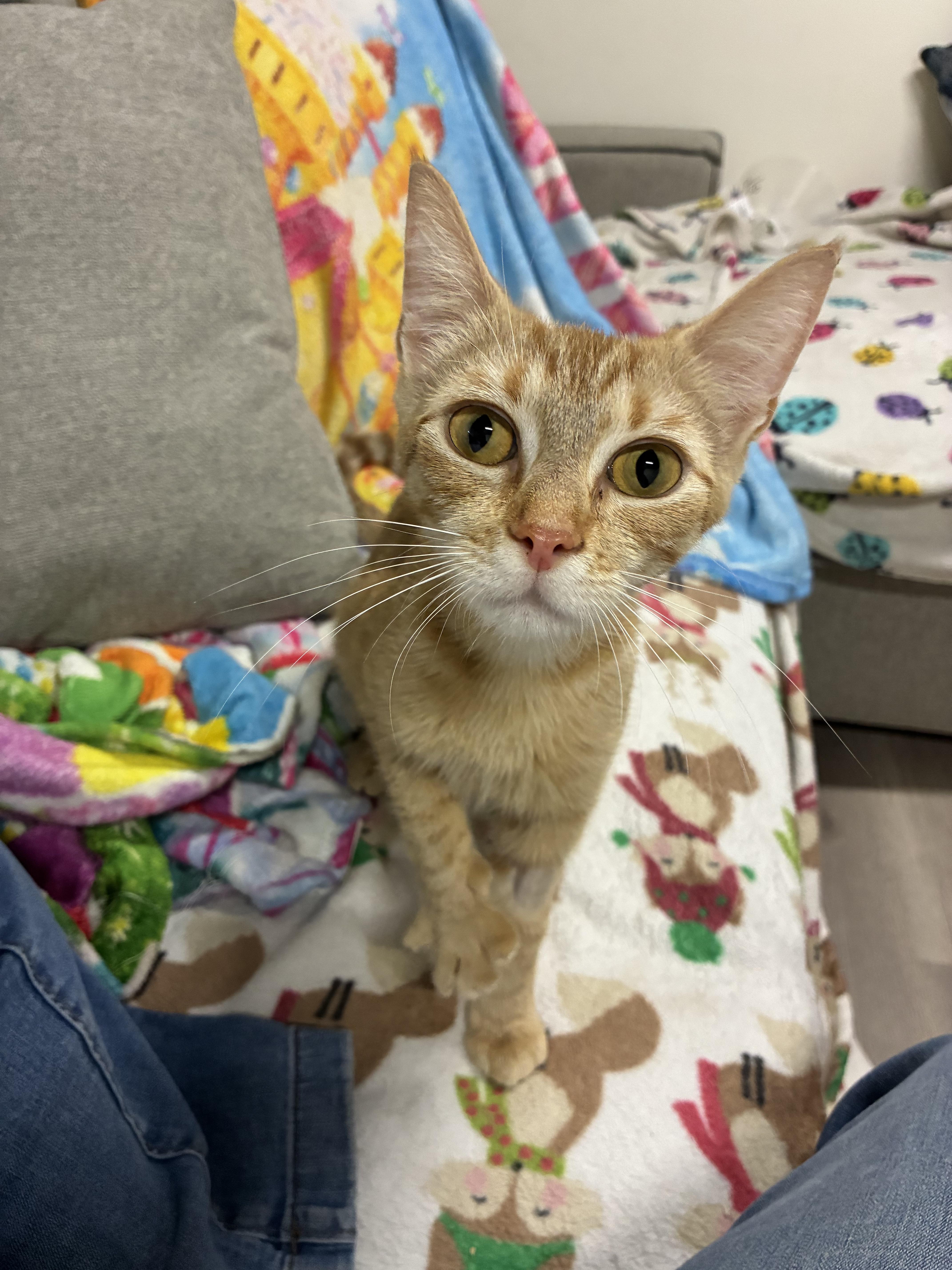 Poppy, an adopted Tabby in Medford, MA image 2/3