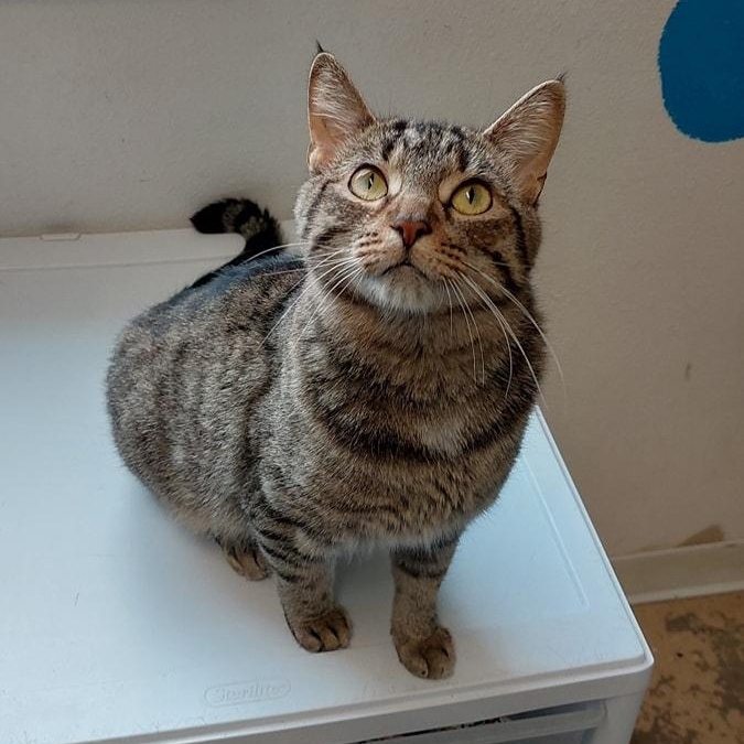 Millie, Adoptable, Adult Female Domestic Short Hair.