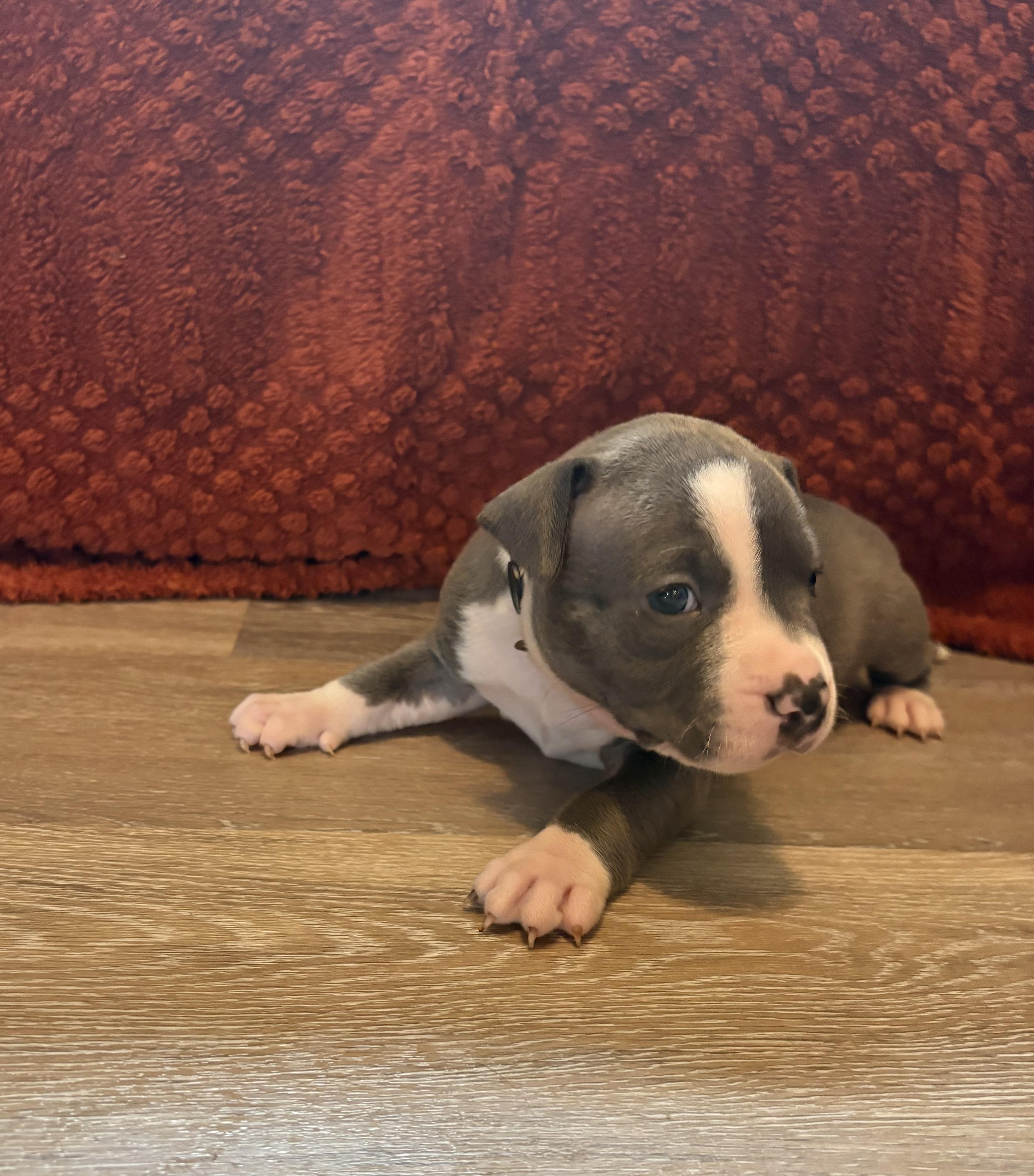 Enlarge Maple (Mama Glorias Cozy Crew litter), an adopted mixed breed in Rhinebeck, NY image 6/6