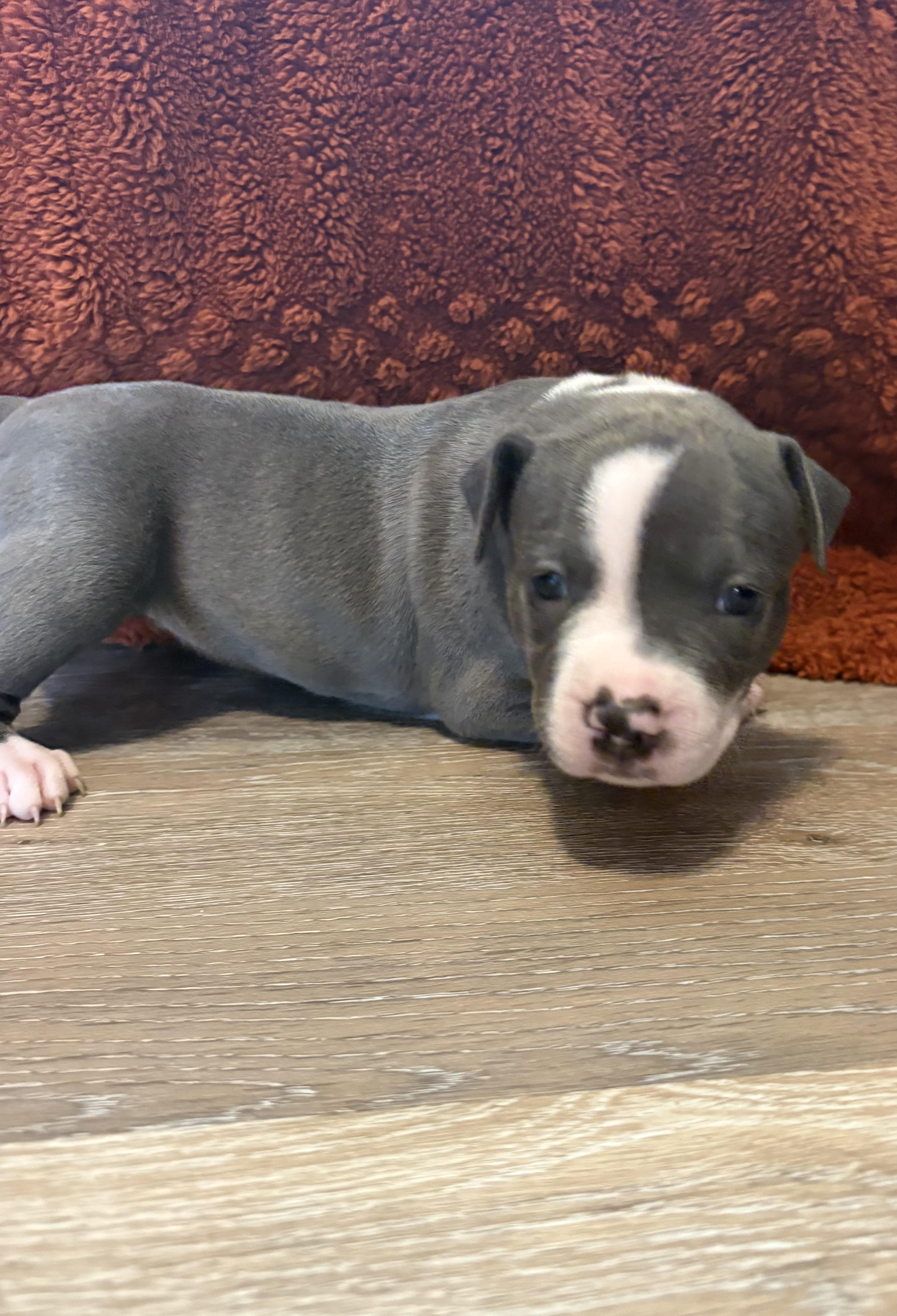 Enlarge Maple (Mama Glorias Cozy Crew litter), an adopted mixed breed in Rhinebeck, NY image 4/6