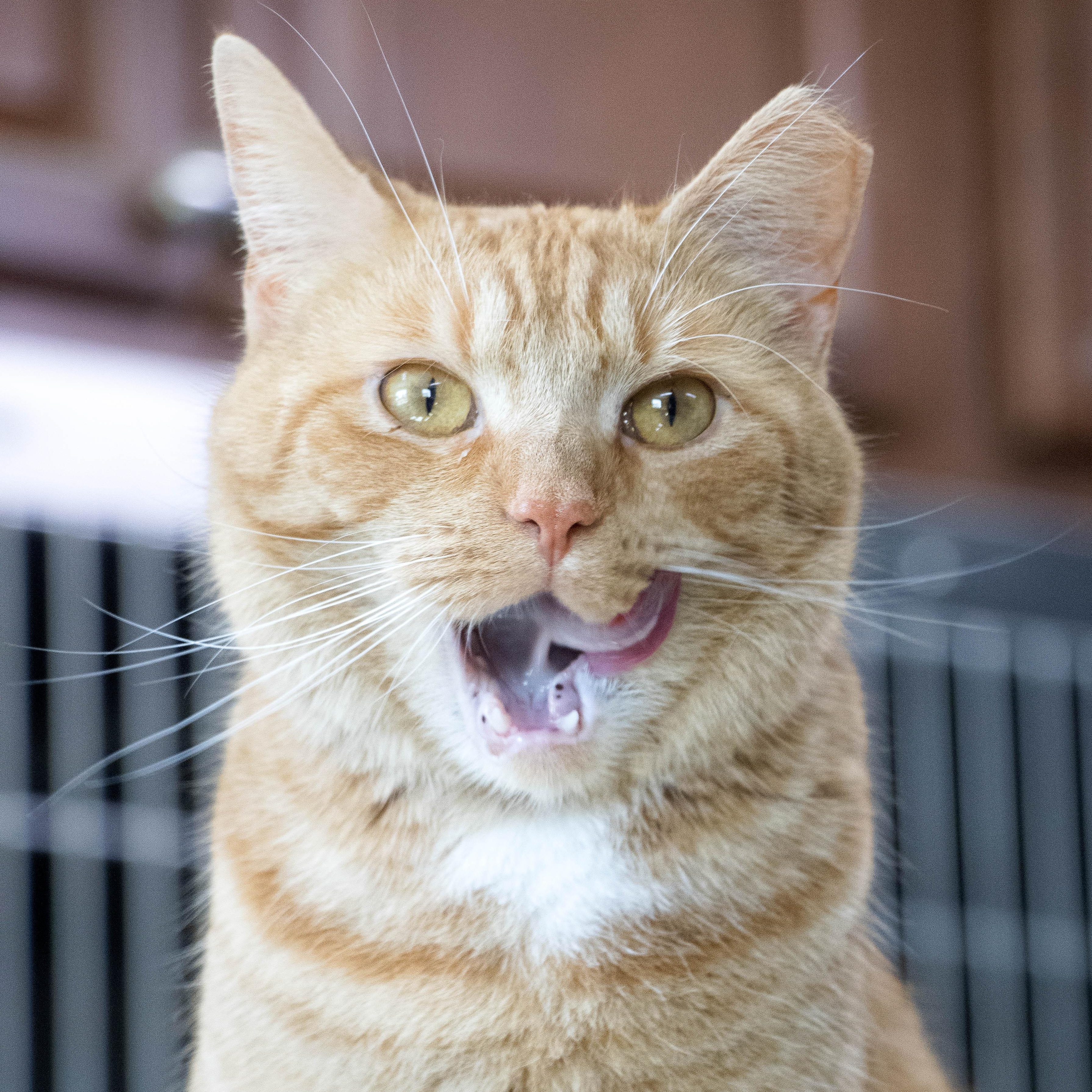 Enlarge Devin, a Adoptable Domestic Short Hair in Wilmington, OH image 6/6