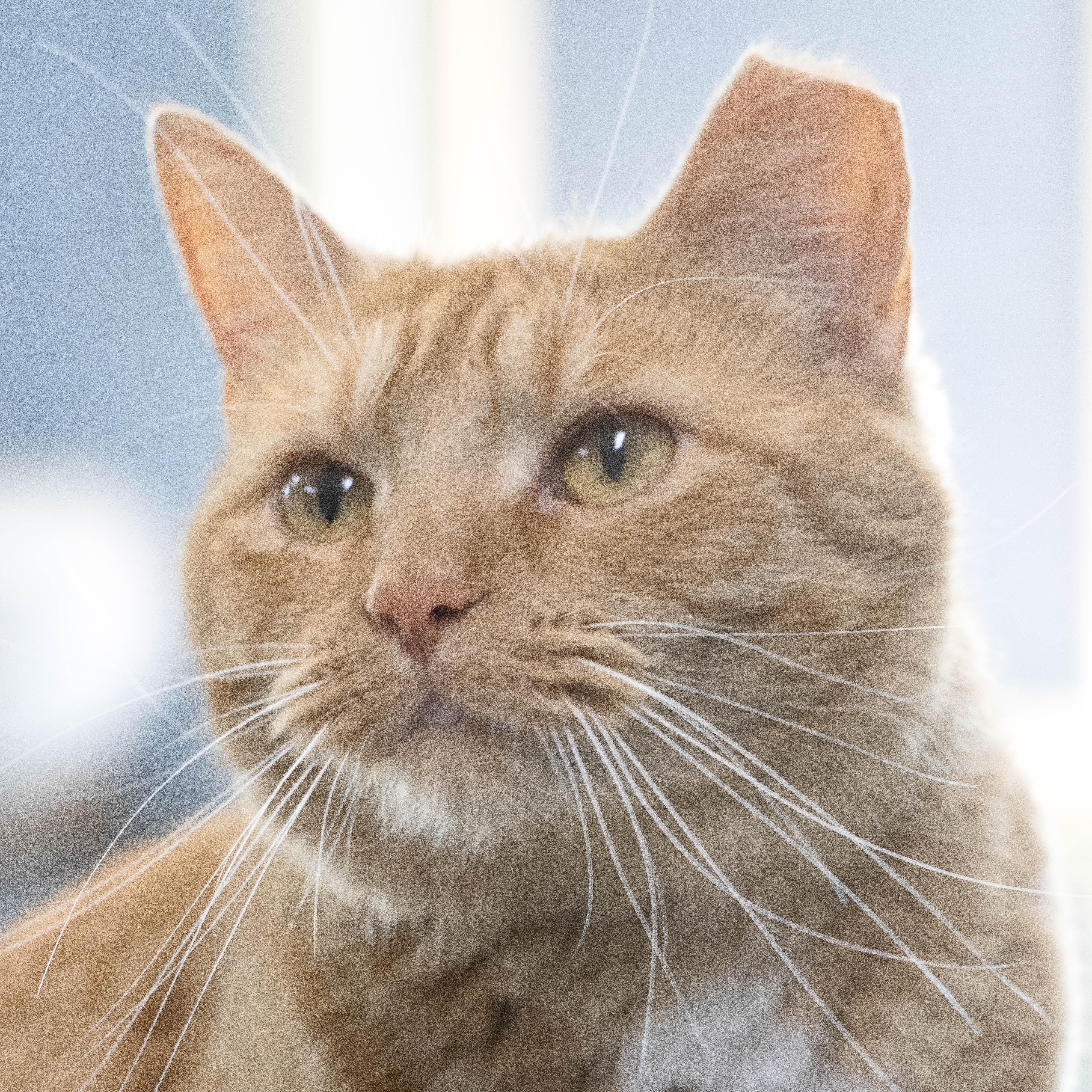 Enlarge Devin, a Adoptable Domestic Short Hair in Wilmington, OH image 5/6