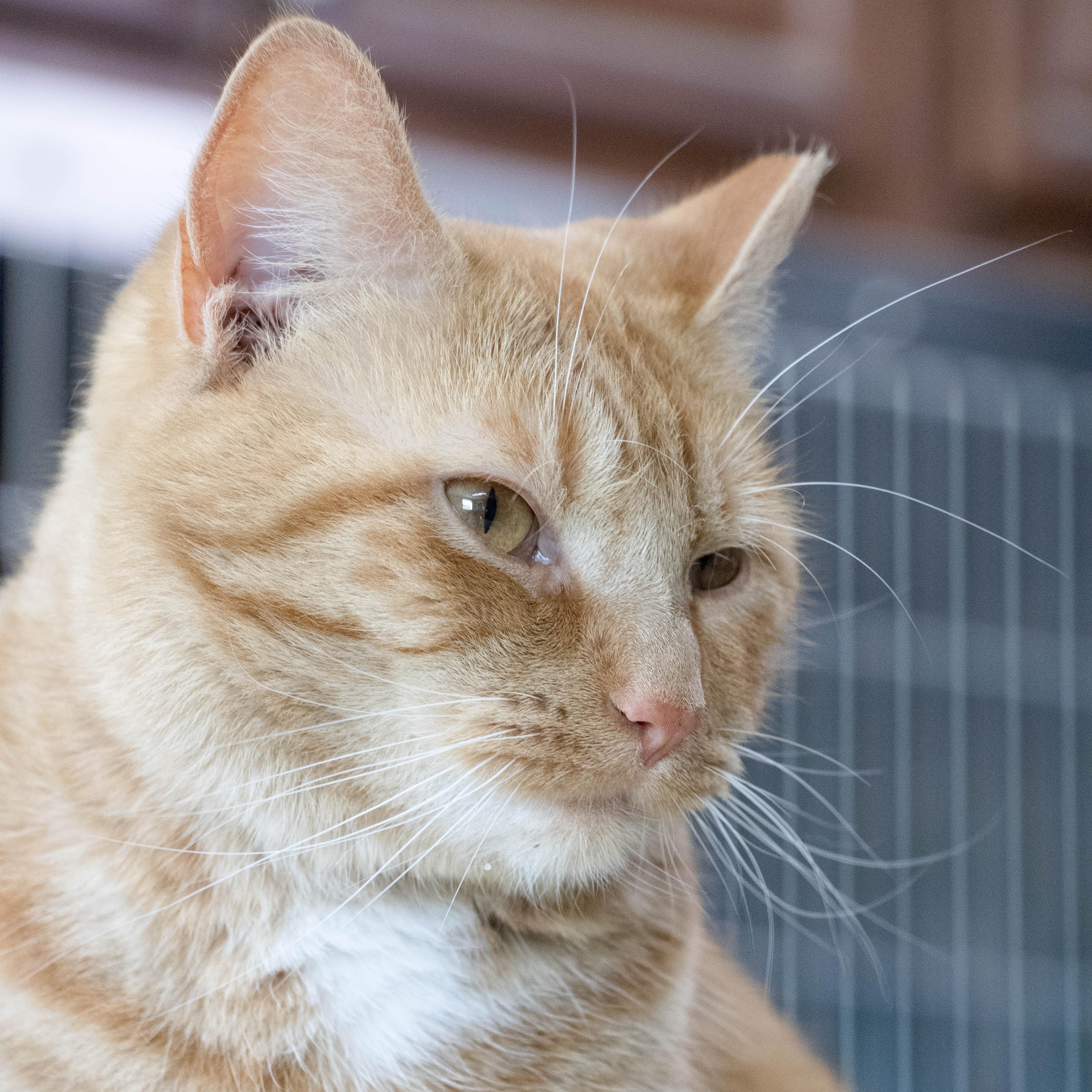 Enlarge Devin, a Adoptable Domestic Short Hair in Wilmington, OH image 4/6