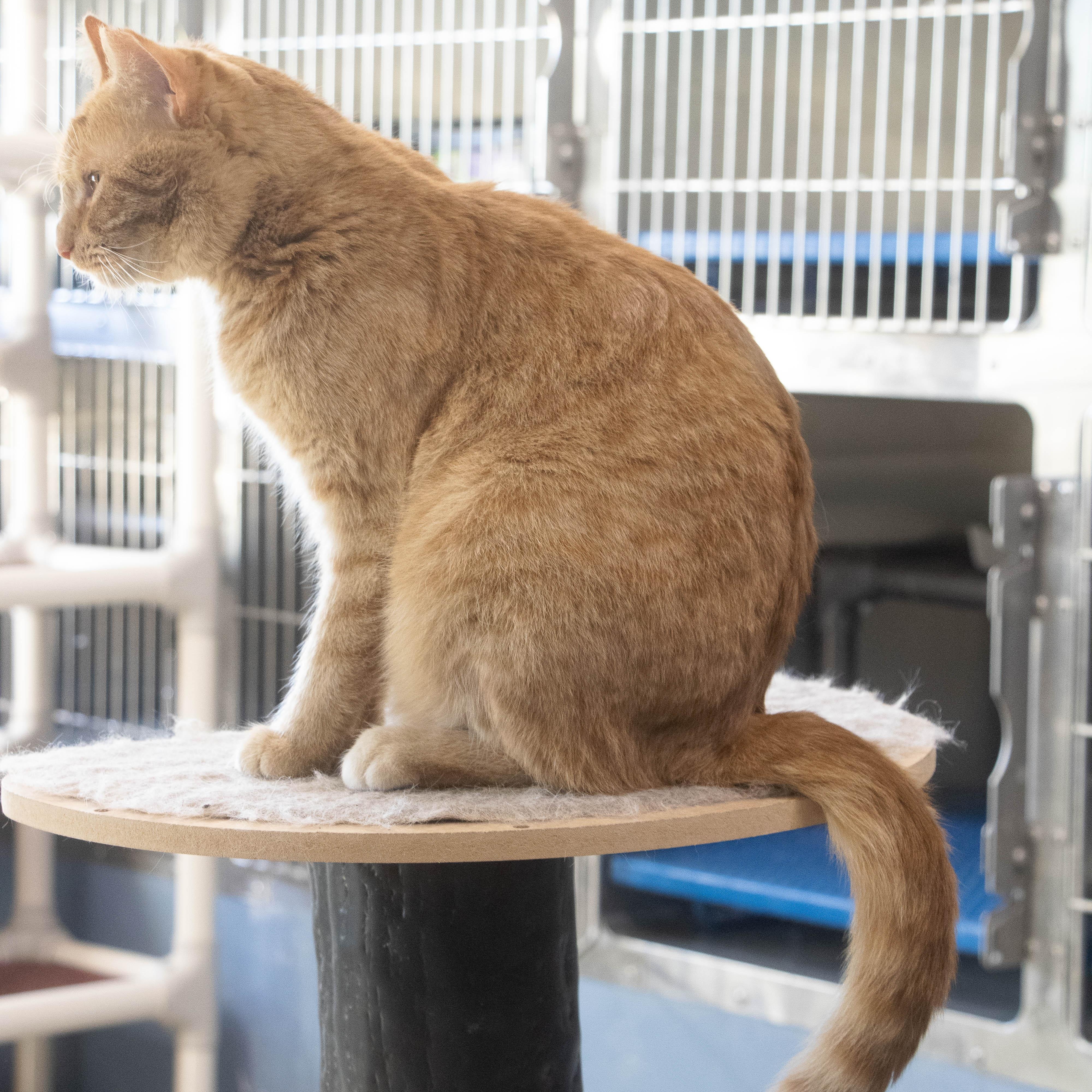 Enlarge Devin, a Adoptable Domestic Short Hair in Wilmington, OH image 2/6