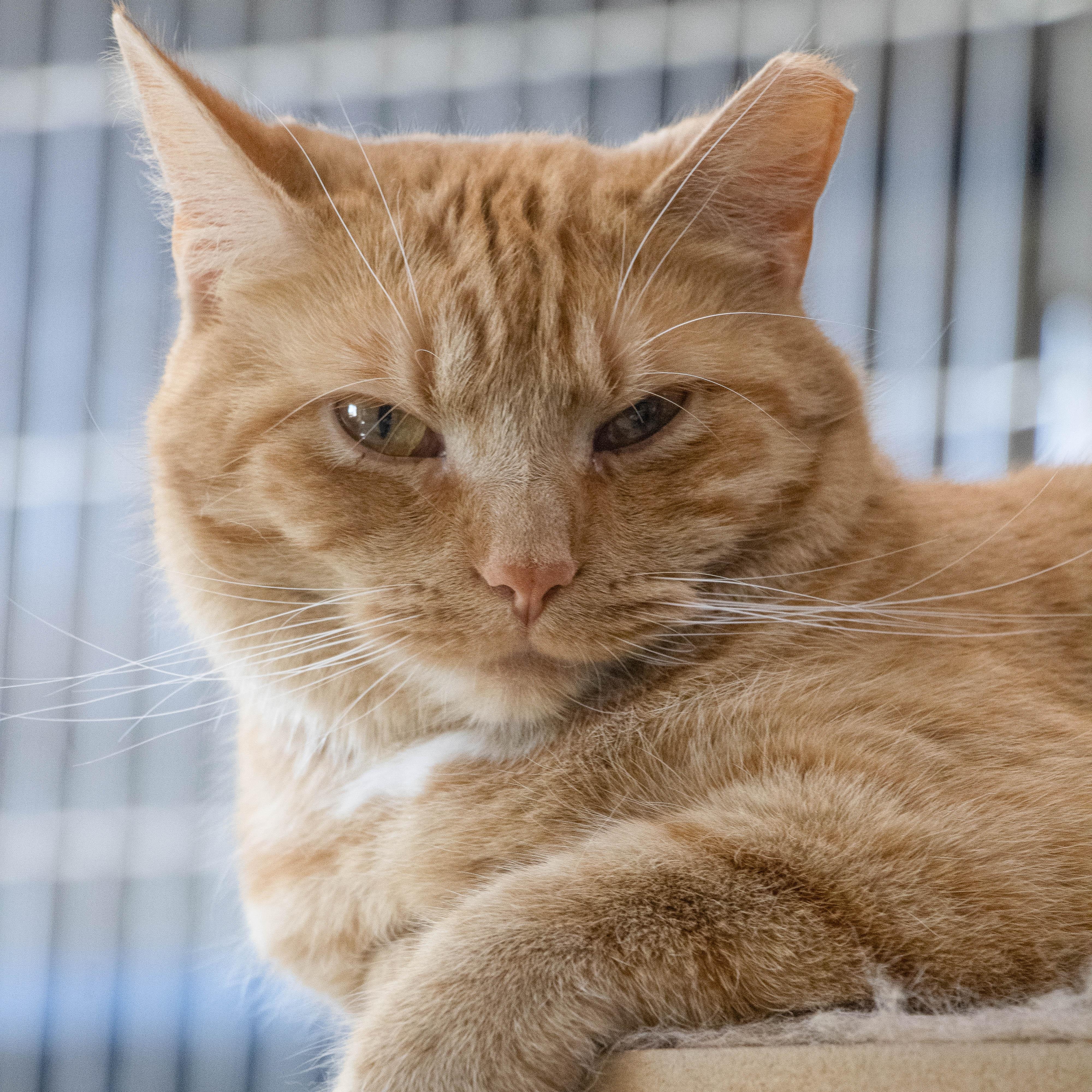 Enlarge Devin, a Adoptable Domestic Short Hair in Wilmington, OH image 1/6