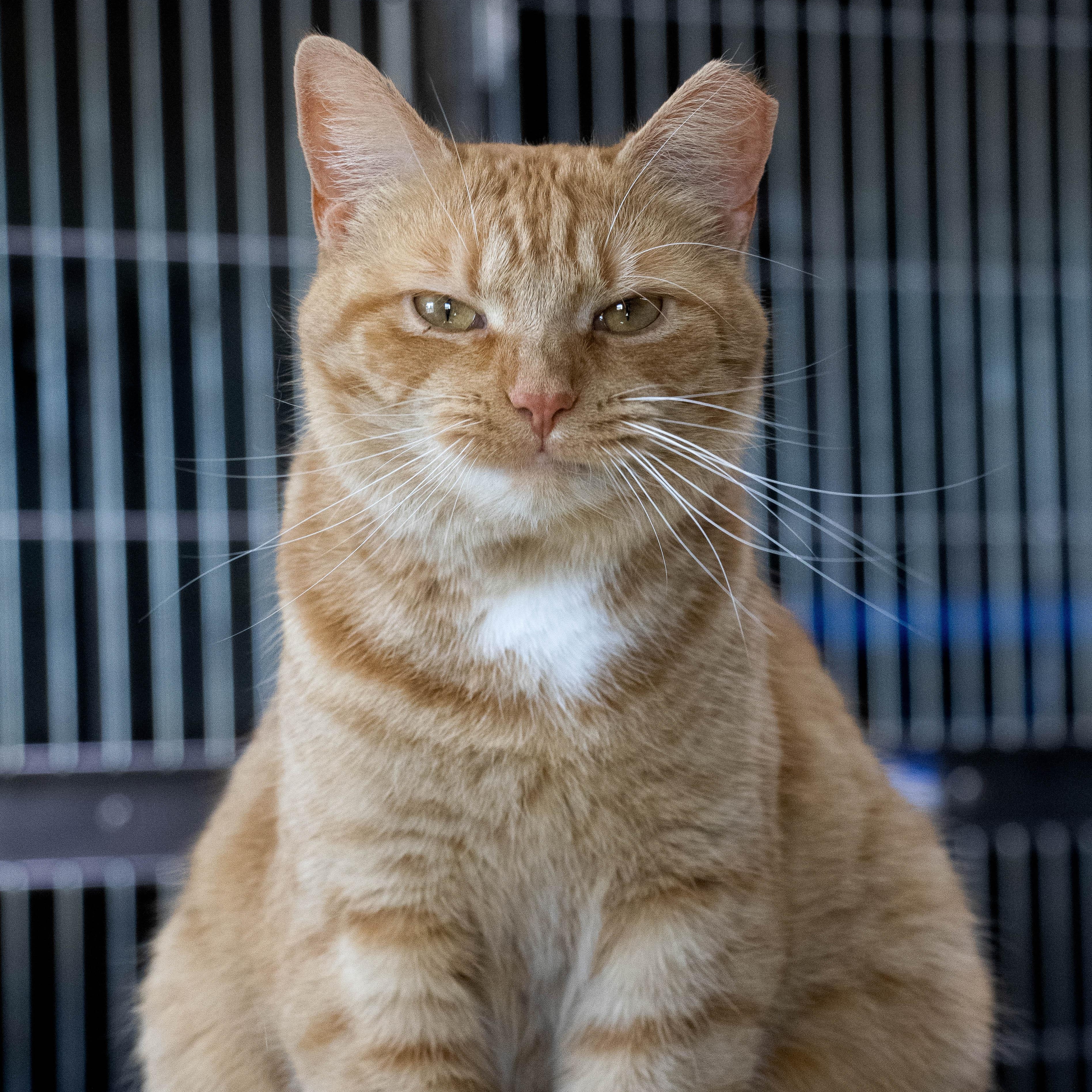 Enlarge Devin, a Adoptable Domestic Short Hair in Wilmington, OH image 3/6