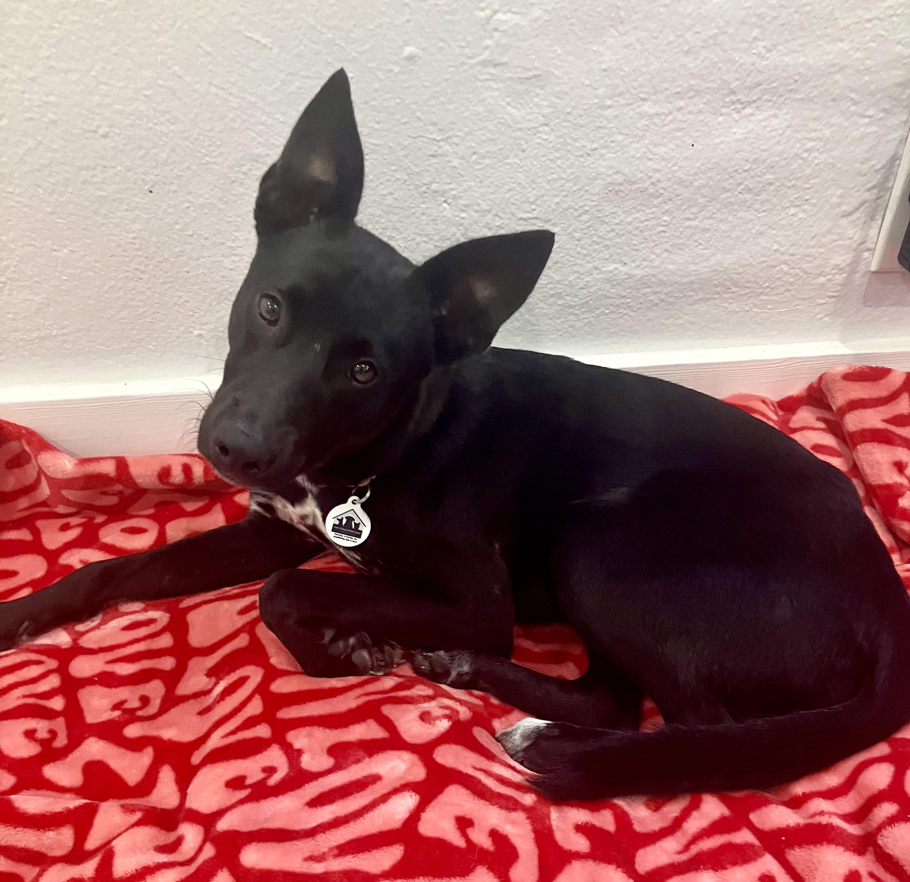 Pharaoh, adopted, Young Male Australian Kelpie.