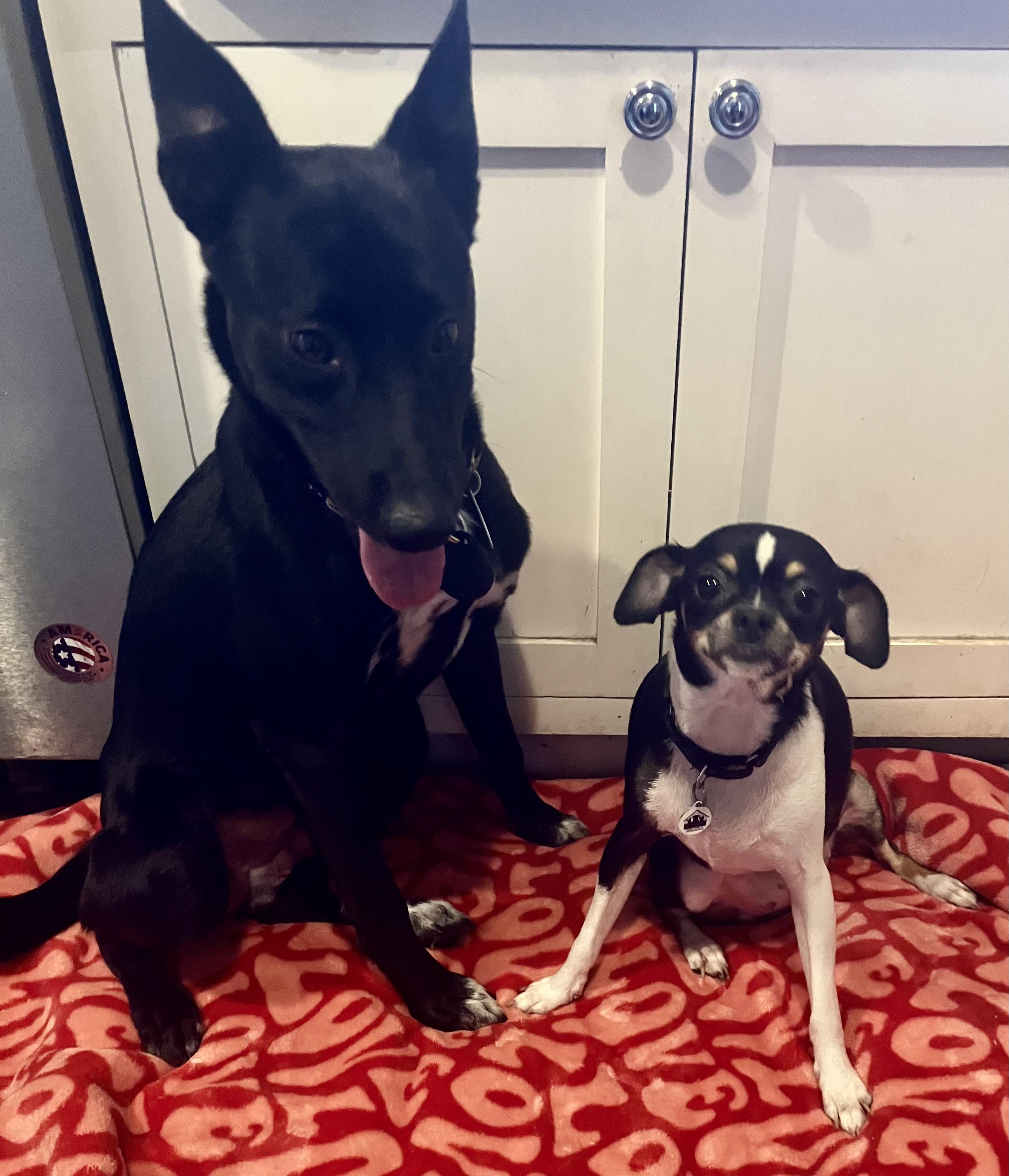 Pharaoh, an adoptable Australian Kelpie in Eugene, OR, 97402 | Photo Image 2