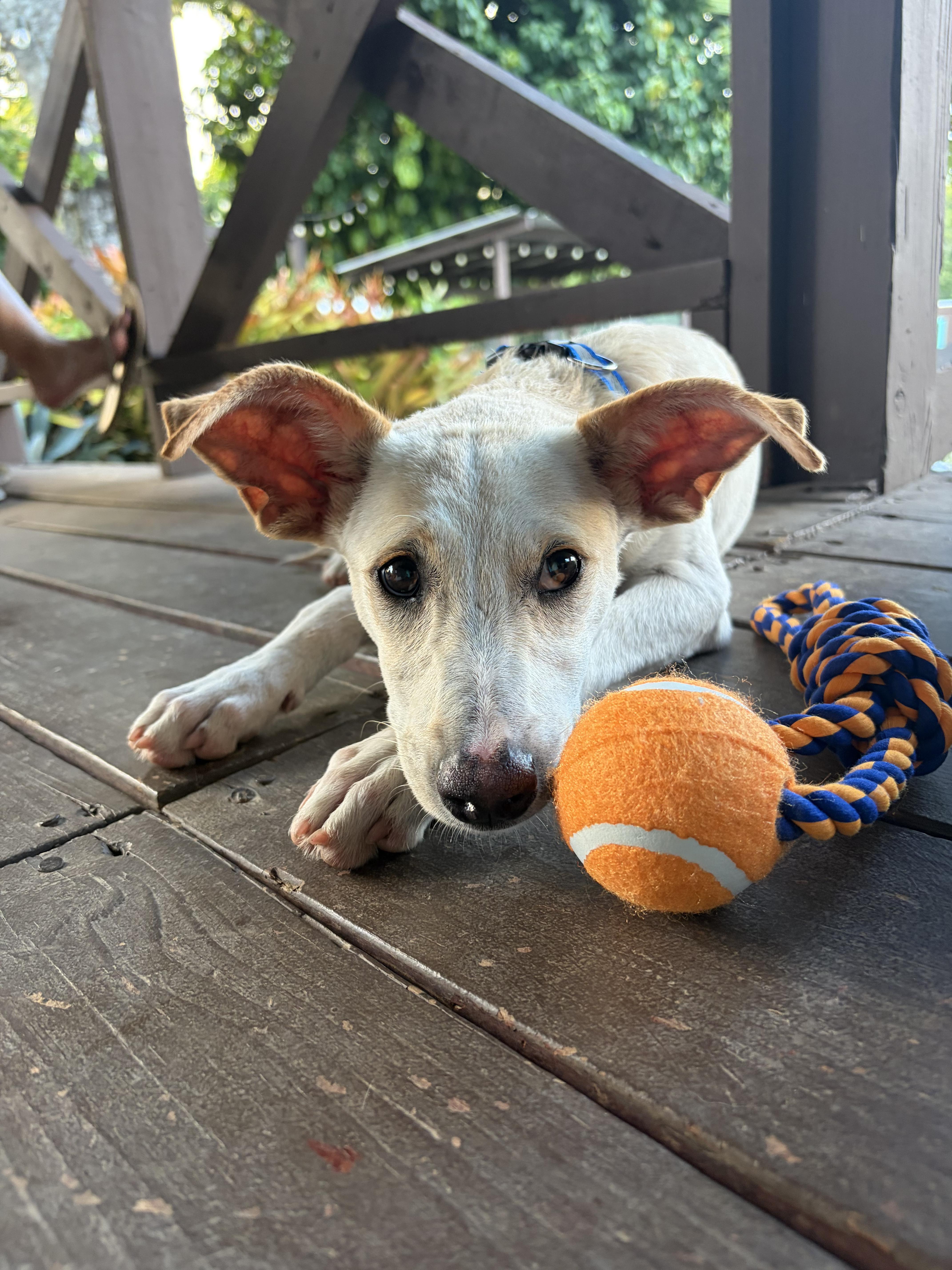 Enlarge Charlie - The Big-Eared Sweetie Pie, a Adoptable mixed breed in Orlando, FL image 4/6