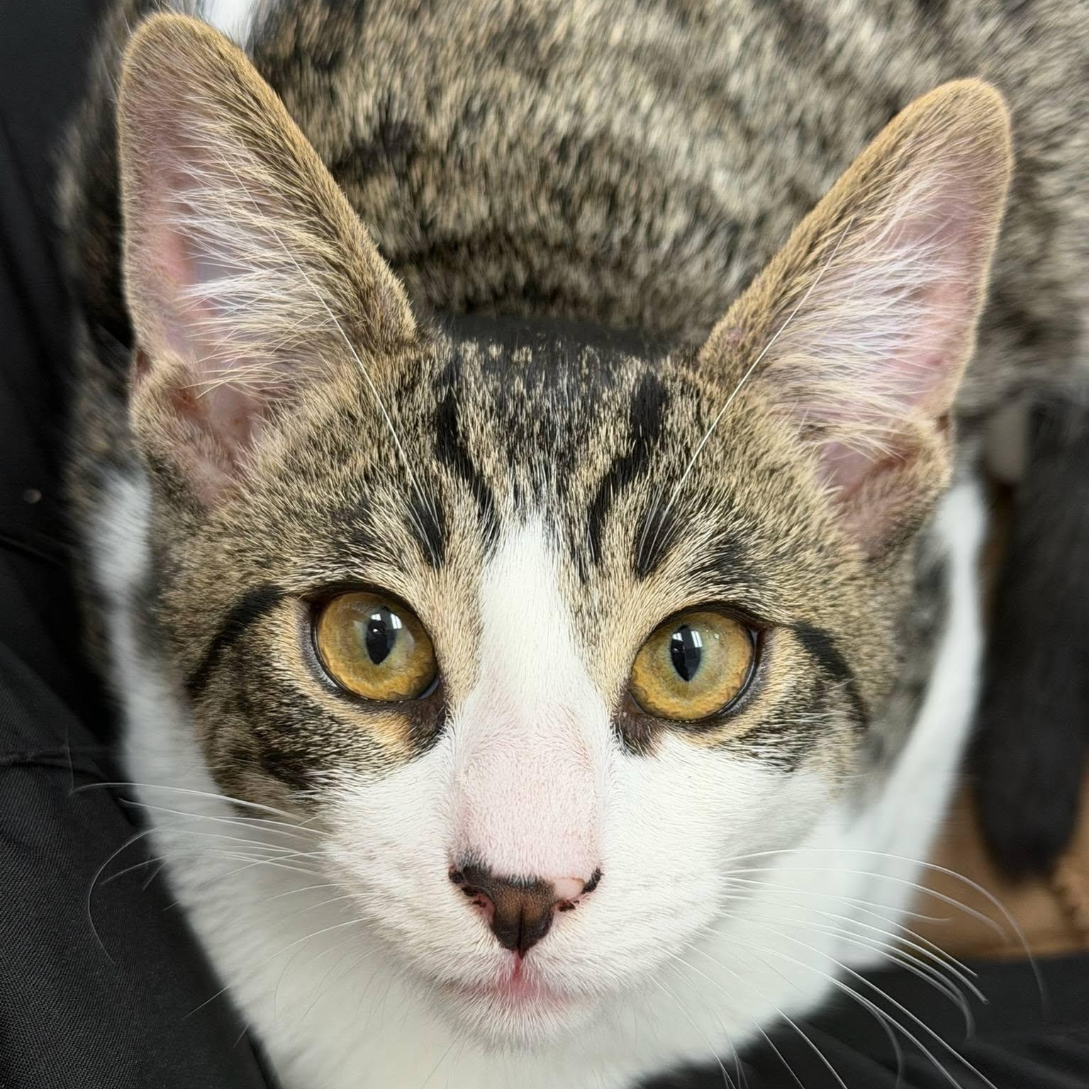 Margaux, a ADOPTABLE Domestic Short Hair in Manhattan Beach, CA image 3/4