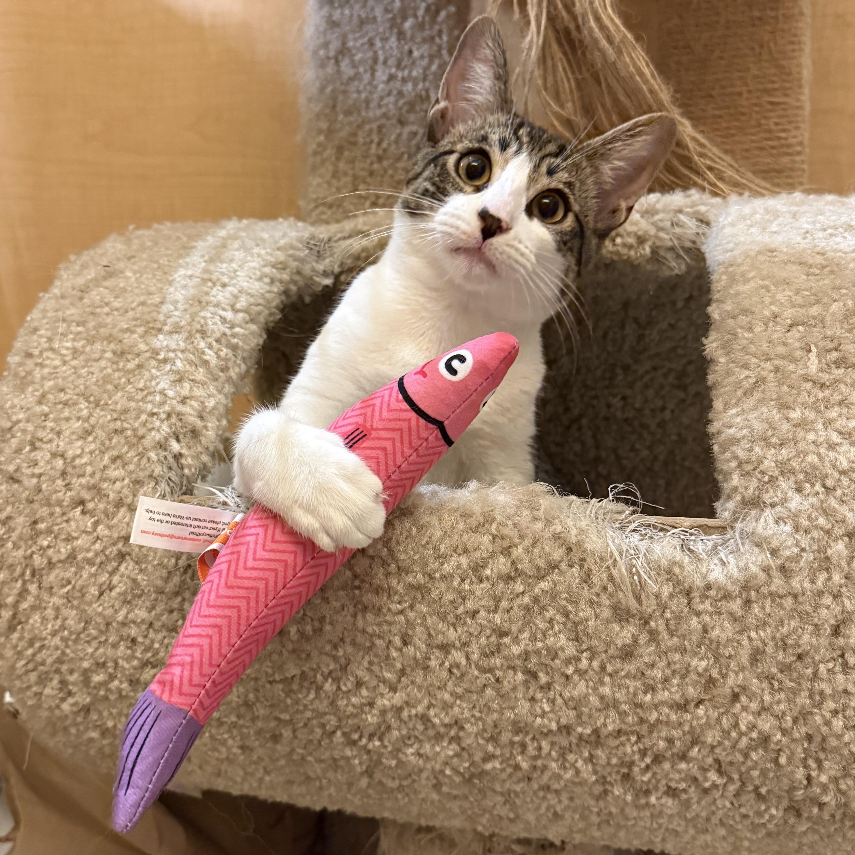 Margaux, ADOPTABLE, Kitten Female Domestic Short Hair.