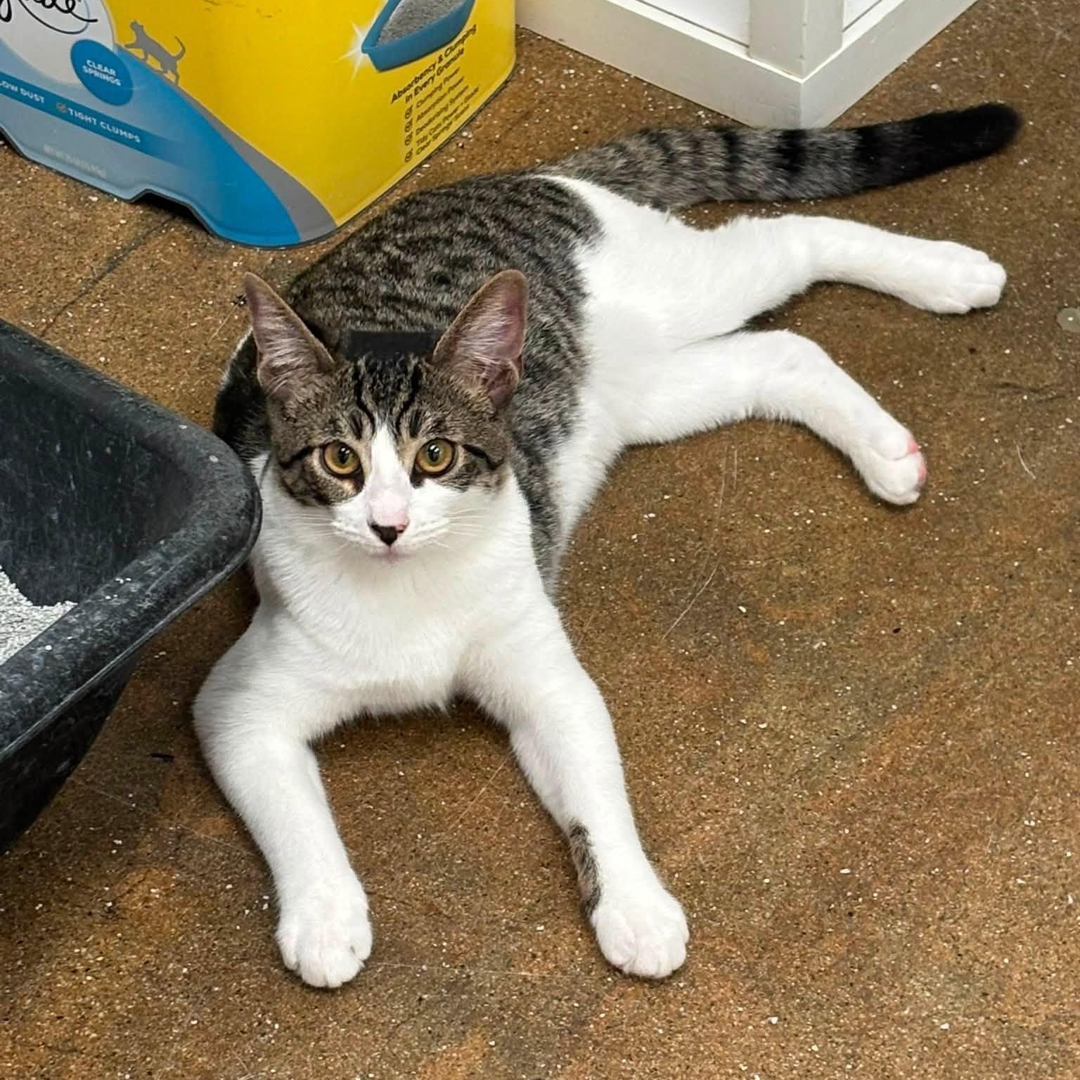 Margaux, a ADOPTABLE Domestic Short Hair in Manhattan Beach, CA image 2/4
