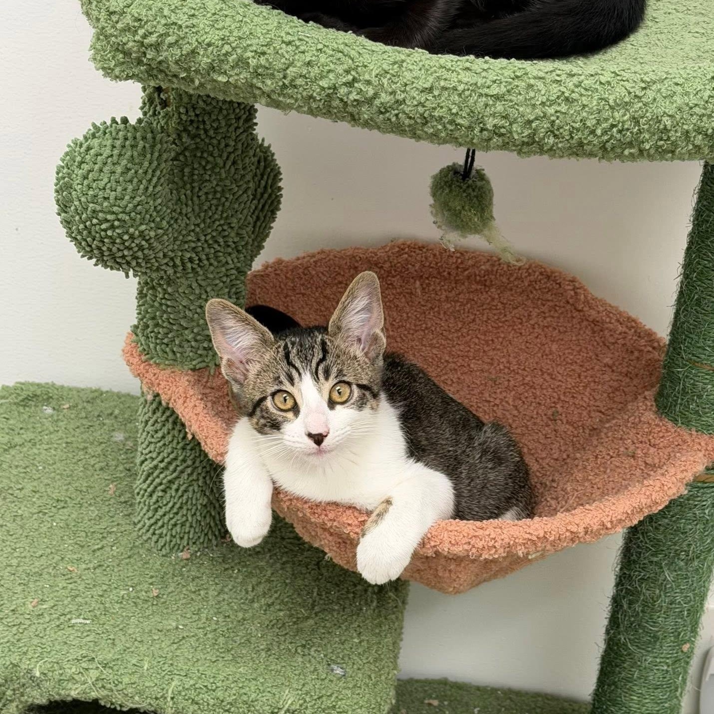Margaux, a ADOPTABLE Domestic Short Hair in Manhattan Beach, CA image 4/4