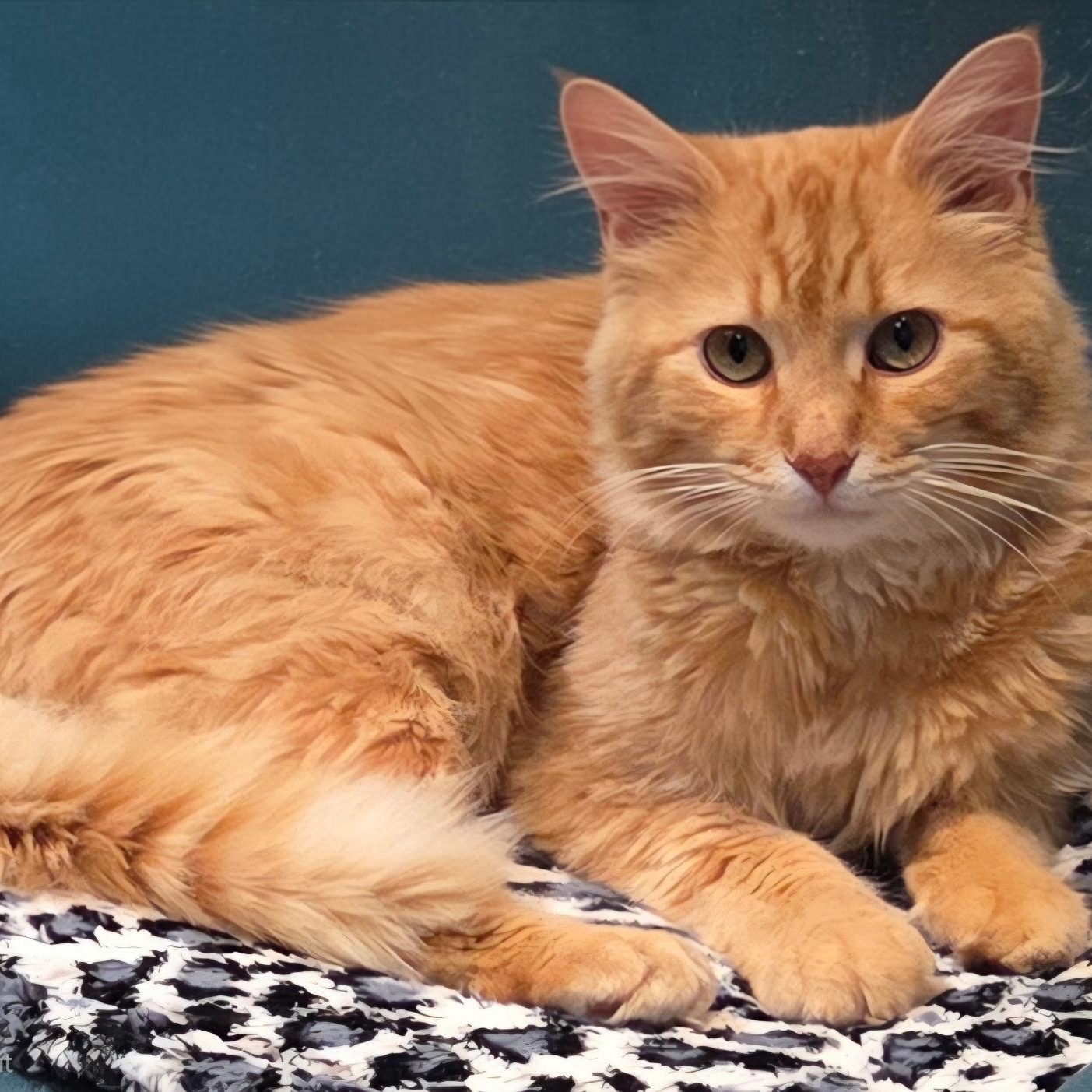 Waldo, adoptable, Adult Male Domestic Long Hair.