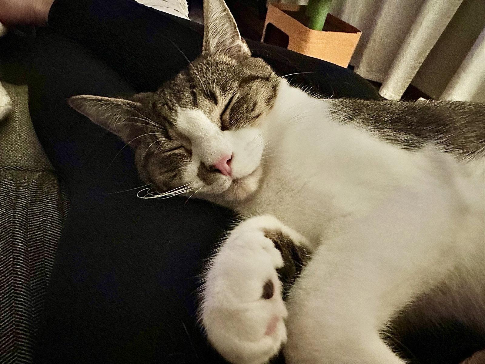 Charlles, a Adoptable Domestic Medium Hair in Cincinnati, OH image 1/3