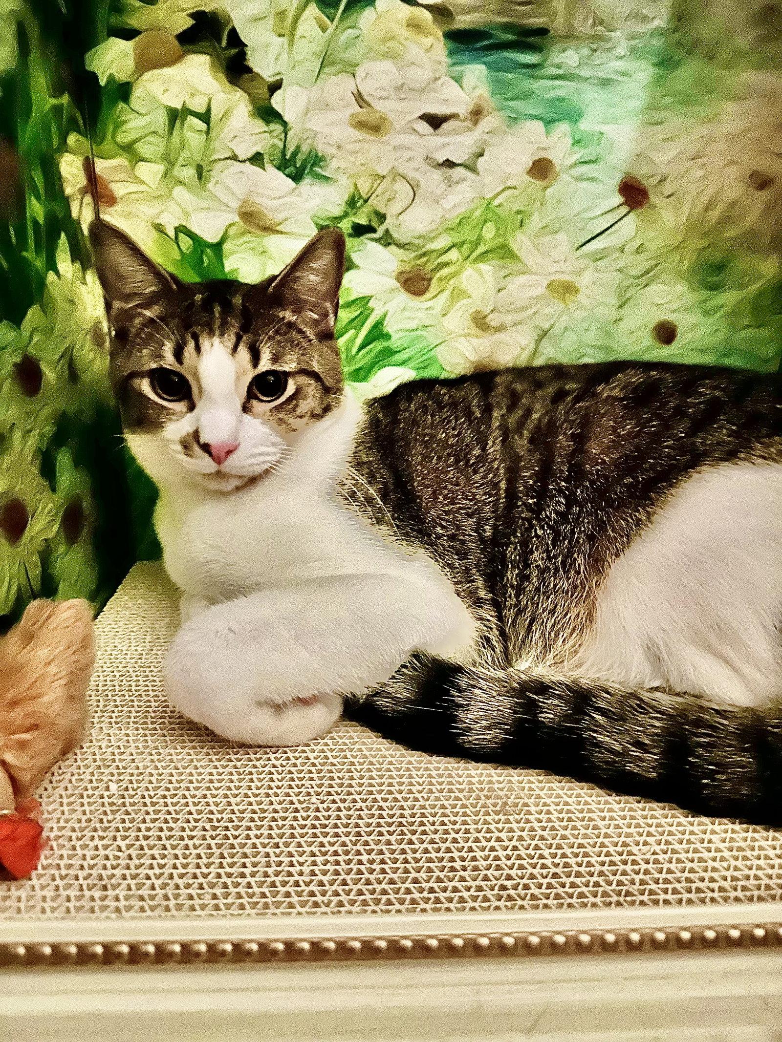 Charlles, a Adoptable Domestic Medium Hair in Cincinnati, OH image 2/3
