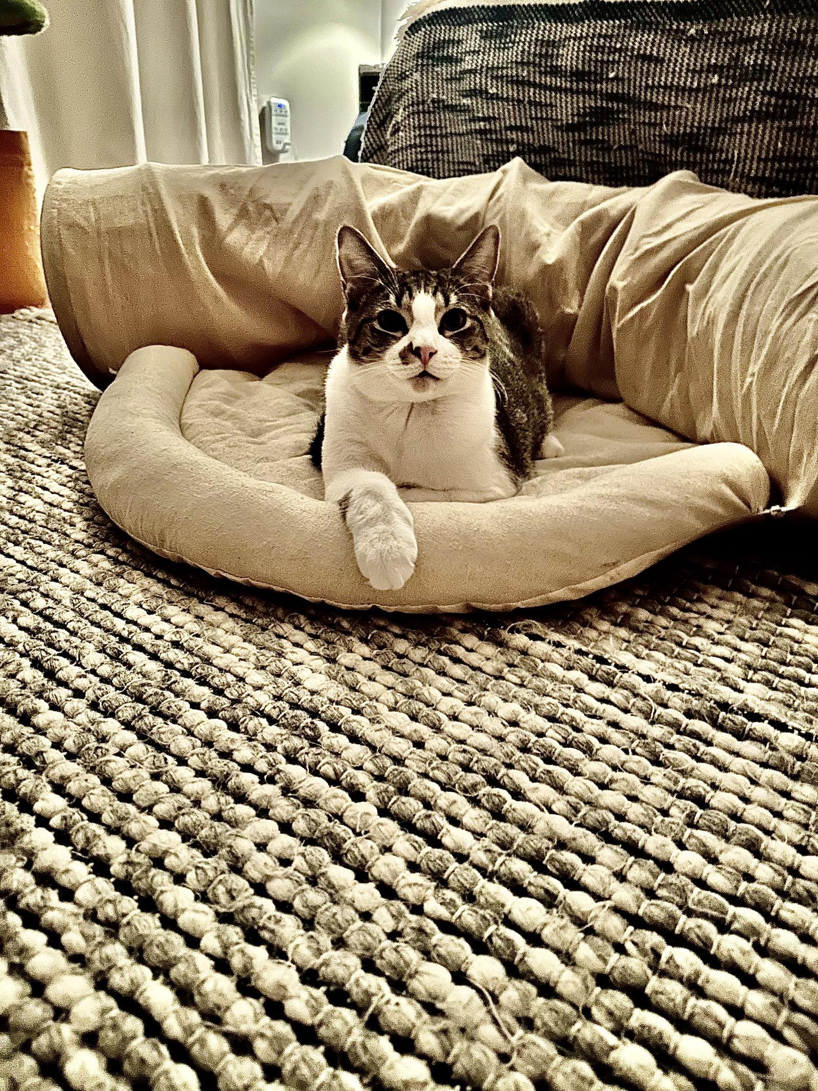 Charlles, a Adoptable Domestic Medium Hair in Cincinnati, OH image 3/3