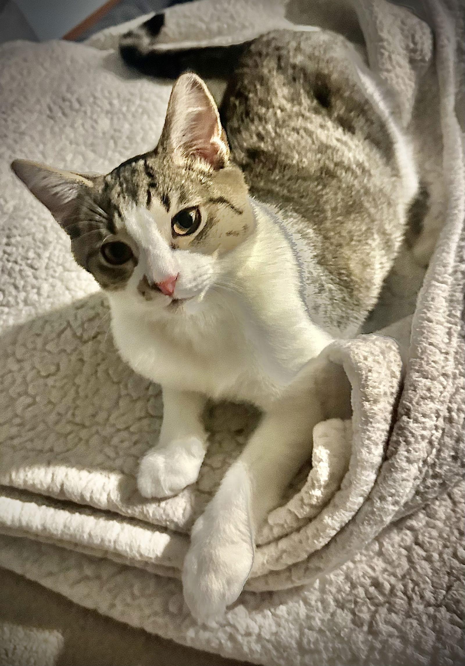 Charlles thumbnail 4