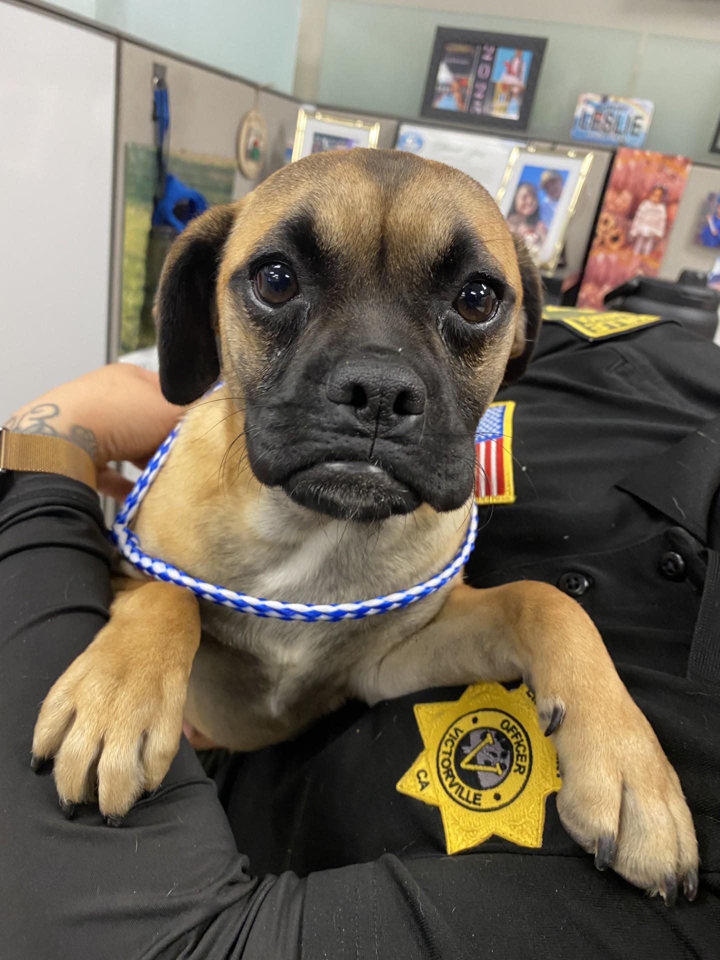 Stray On Hold Until thumbnail 2