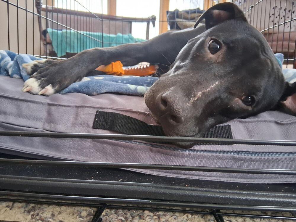 Doyle, Adoptable, Adult Male Labrador Retriever & Pit Bull Terrier.