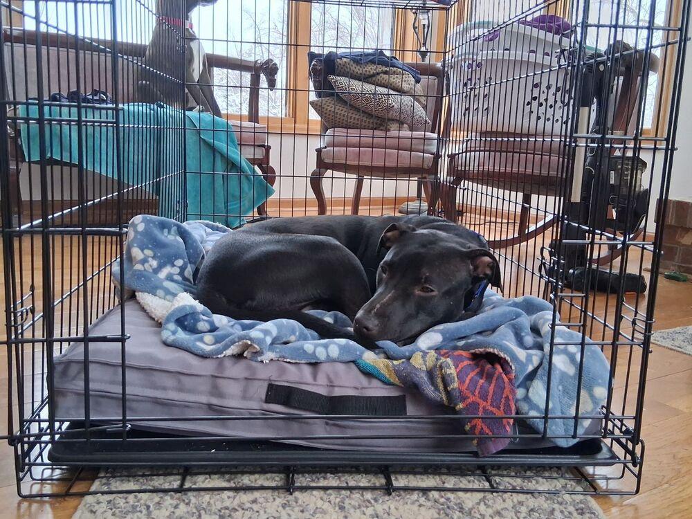 Doyle, Adoptable, Adult Male Labrador Retriever & Pit Bull Terrier.