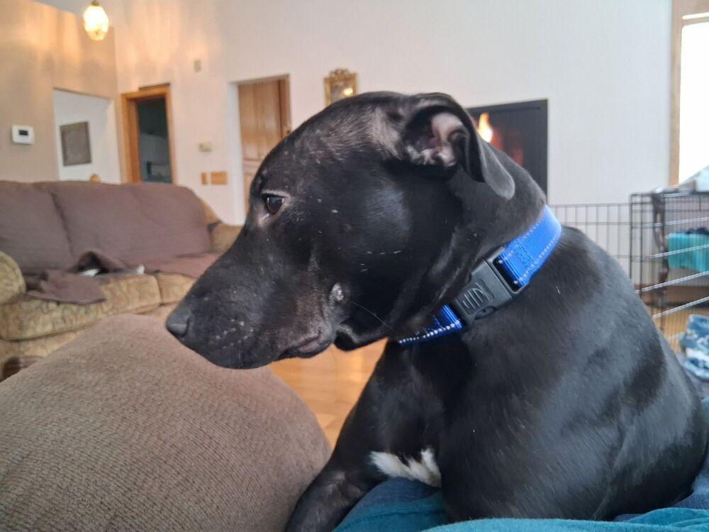 Enlarge Doyle, a Adoptable mixed breed in Anoka, MN image 2/6