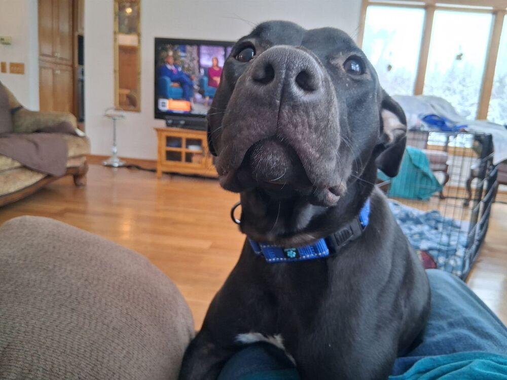 Enlarge Doyle, a Adoptable mixed breed in Anoka, MN image 3/6